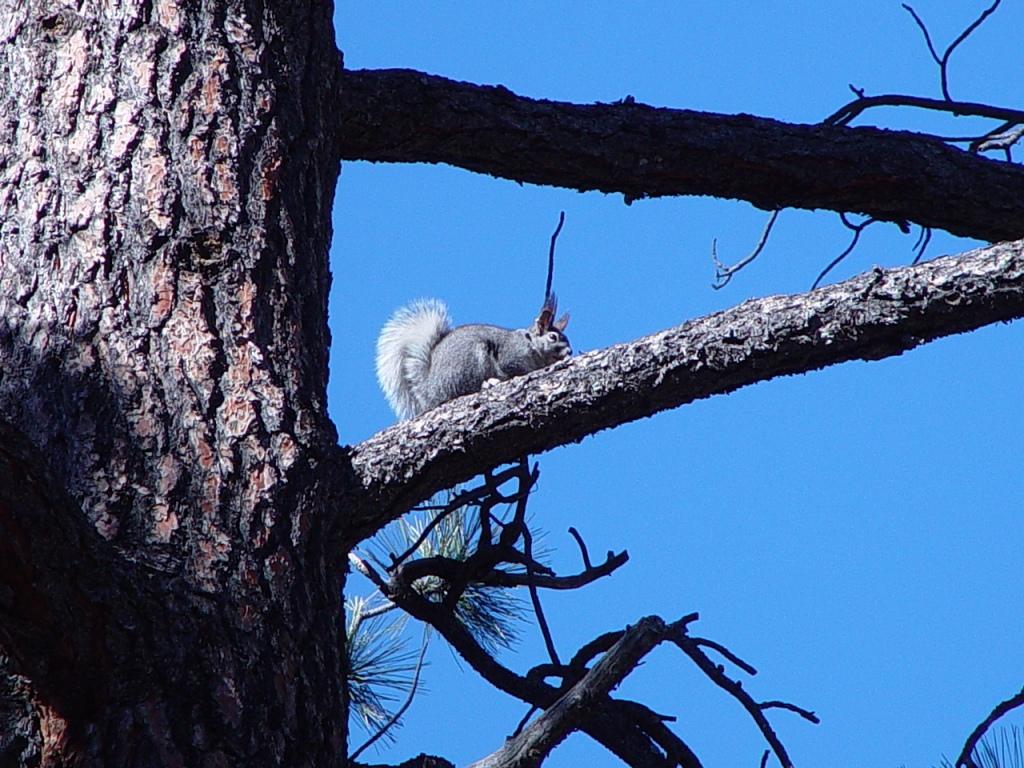 Abert's squirrel 3 AGFD - Copy - Copy.jpg