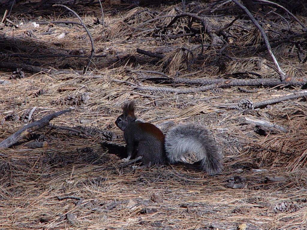 Abert's squirrel ground AGFD - Copy - Copy.jpg