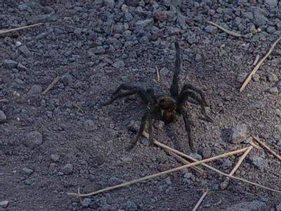 Tarantula_City_2010 - Copy.jpg