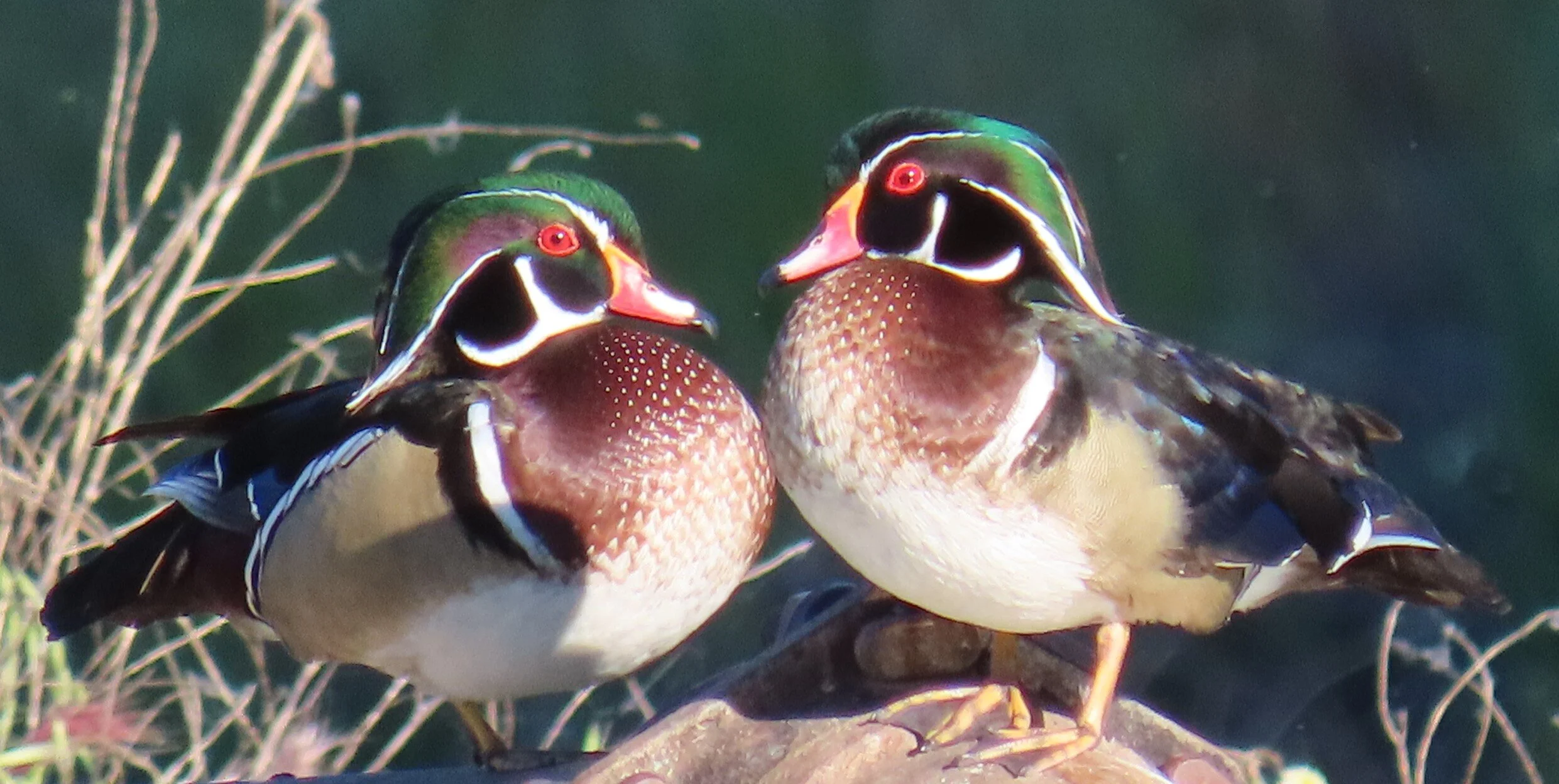 IMG_4153_wood ducks.JPG