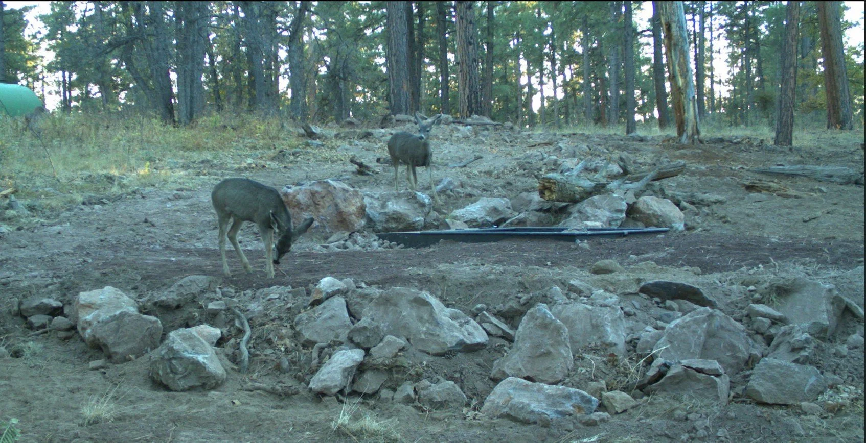 SciFest: Quenching the Wild - Wildlife Drinkers