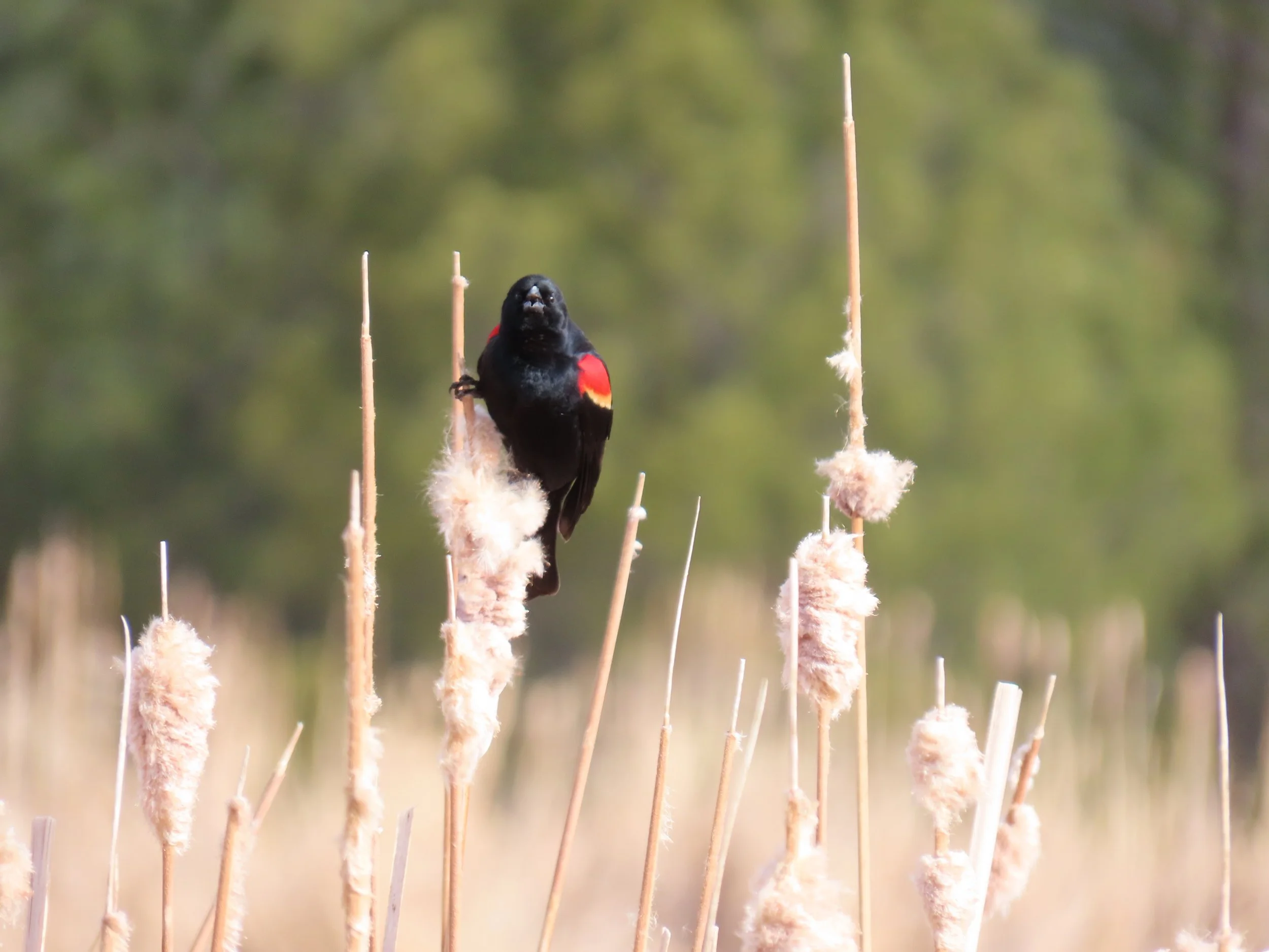 Great Backyard Bird Count