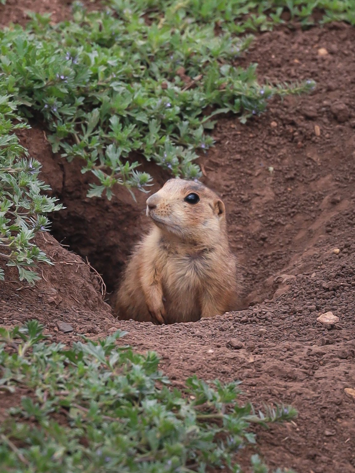Wild Neighbors: Prairie Dog Edition