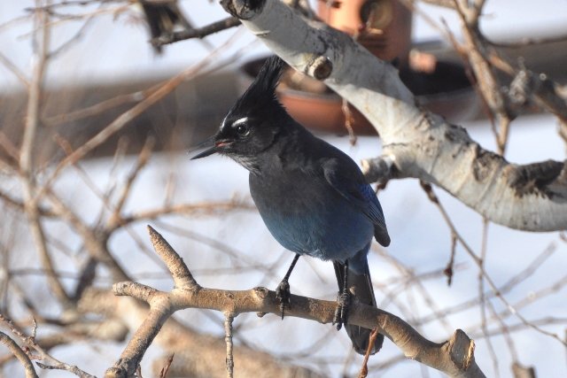 Rio De Flag Wetlands Bird Walk
