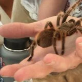 Tarantula Trek! 