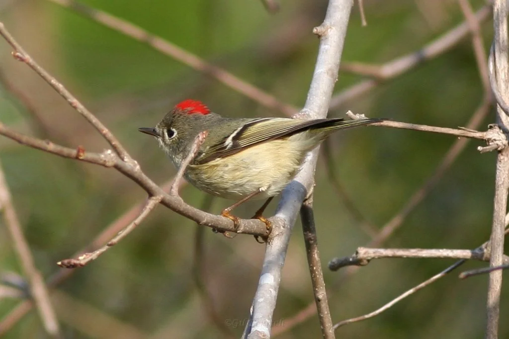 Bird Walk at Rio De Flag Wetlands