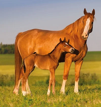 horse-foal-mare.jpg
