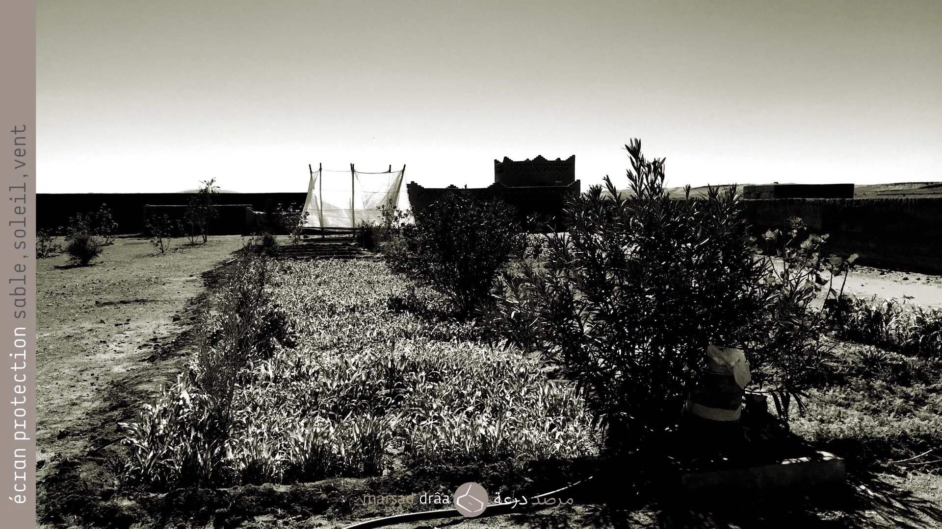 23. Celle de protéger le potager du soleil et du vent. Pour cela on commencera une deuxième phase avec la plantation des plantes grimpantes (ou qui pourraient grimper), en créant un écran de protection, tel qui font les arbres fruitiers et les palmiers dans la palmeraie, en attendant que des nouvelles arbres poussent.