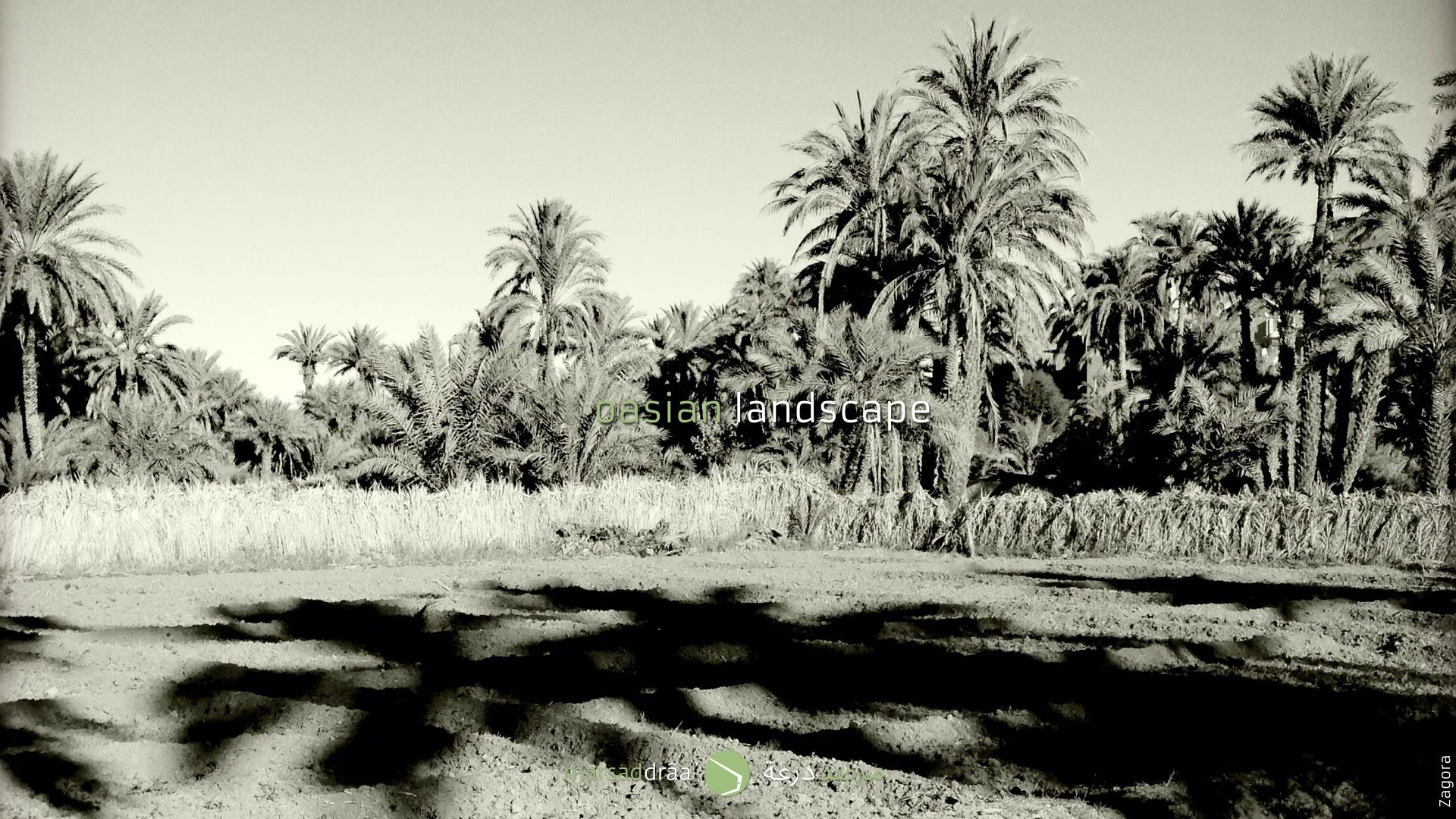 The oasis are based on agriculture, and they are composed of three elements, the Palm trees, the Fruit trees and the cereals, and you need the three of them. If you don't cultivate the land (because you think it is not worthy, because people prefer to work on tourism, because you have not water...), the sand will arrive, the land will become poorer, the Fruit trees are going to fall down and later it will be the turn of Palm trees. At the end the Palm Grove will disappear.
