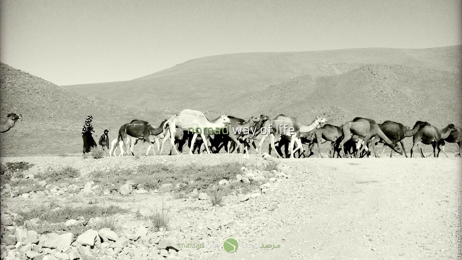 As camels do.