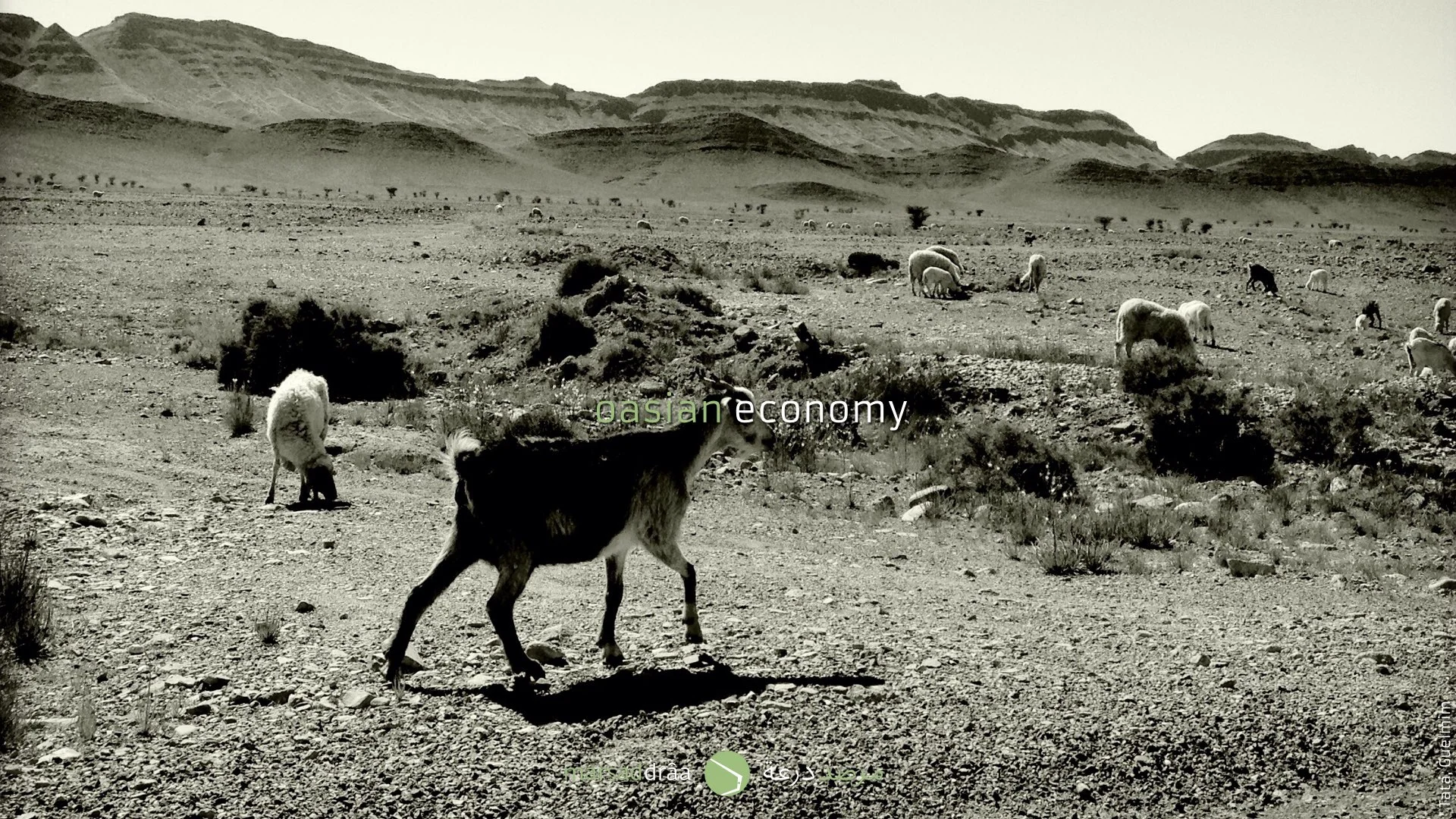 Sheep, goats are important because they provide milk, meat and wool.