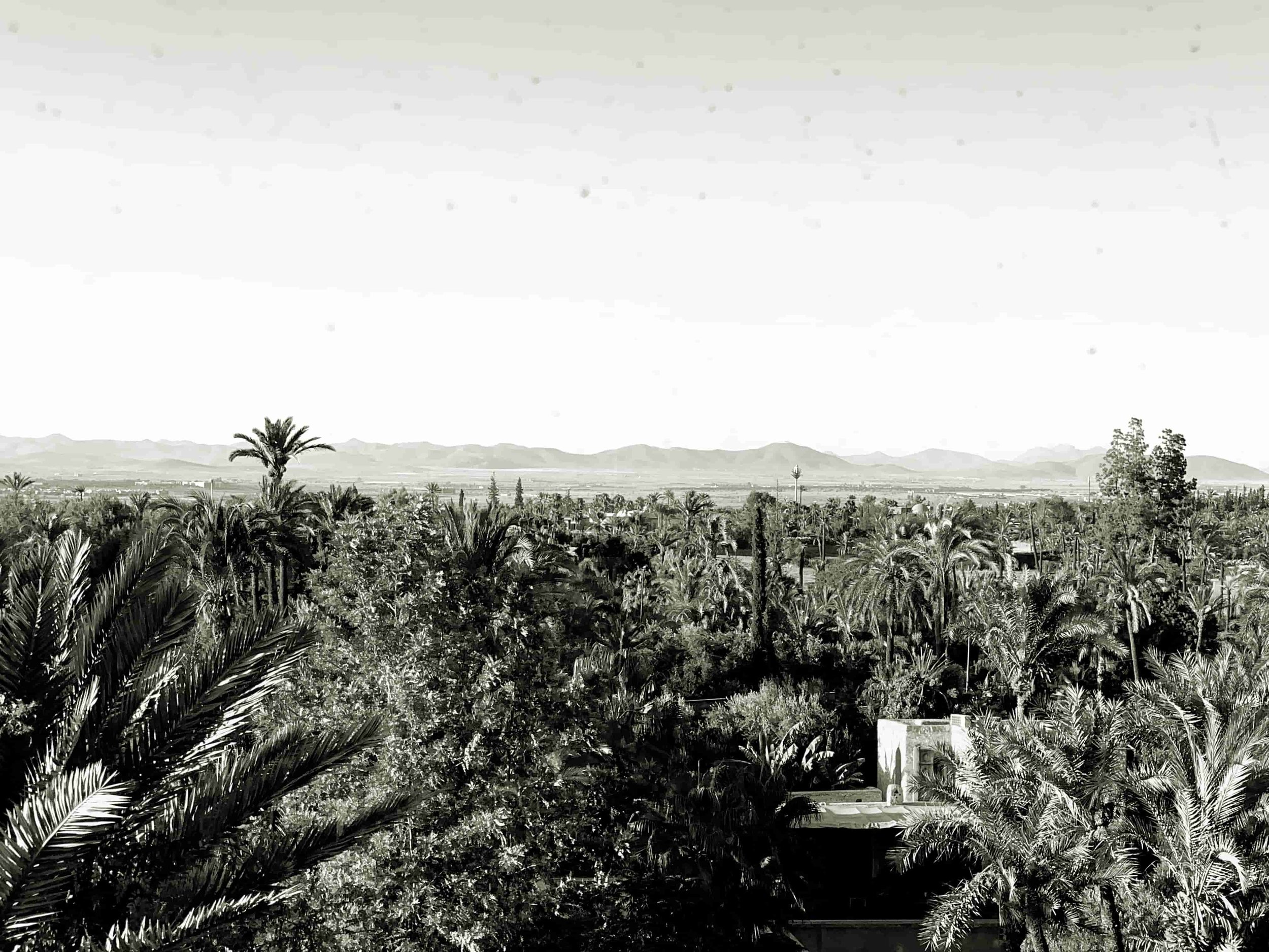 Marrakesh palm grove