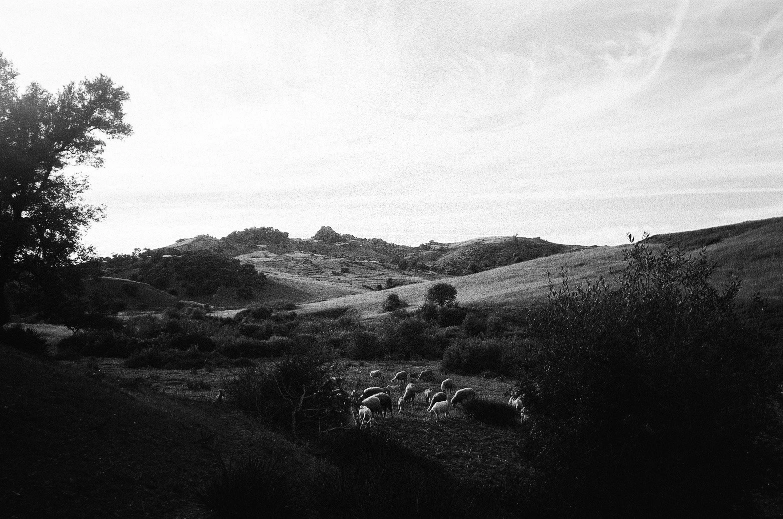Bouchta's herd taken by Bouchta
