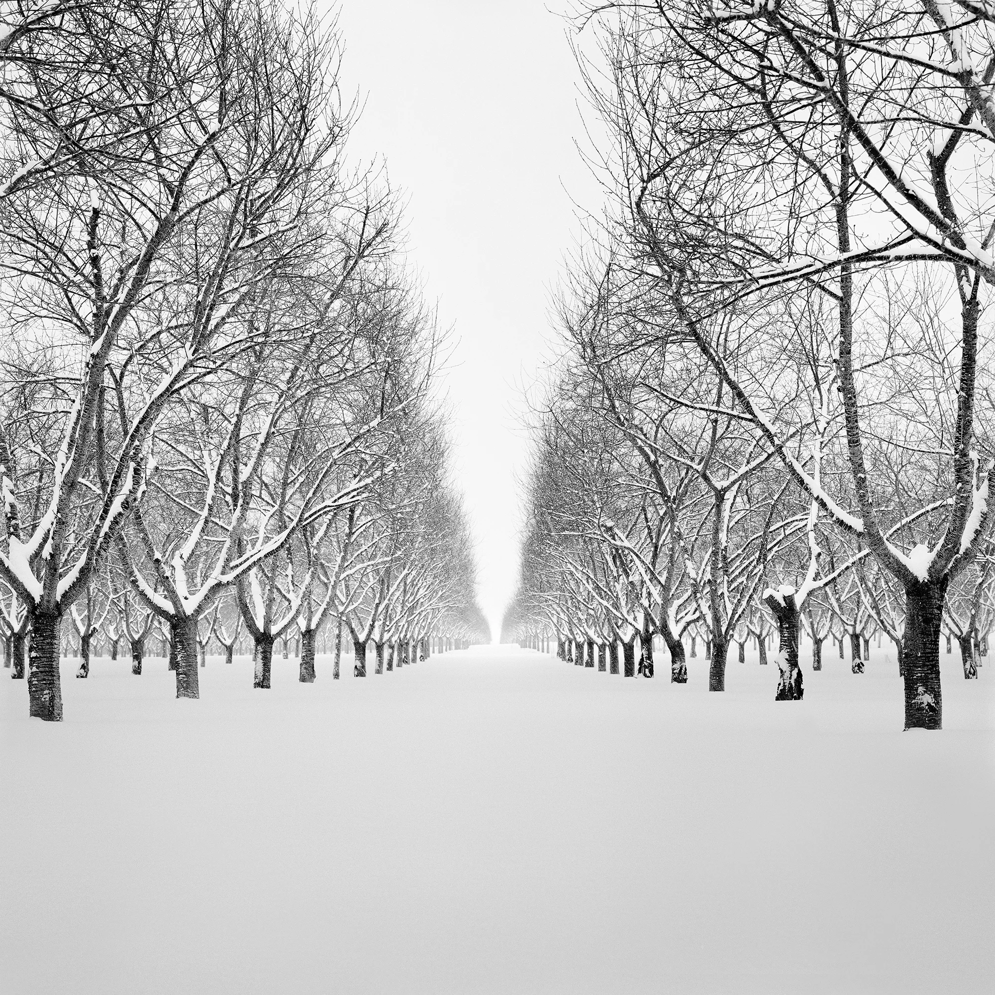 Cherry-Rows-in-Snow.jpg