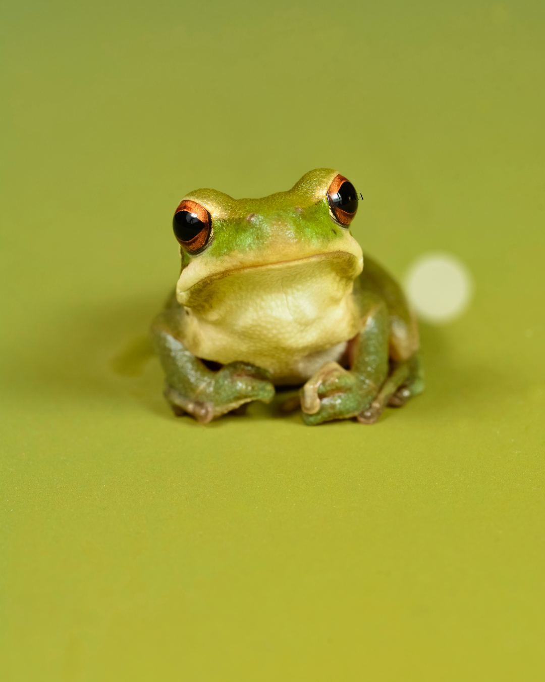 Reptile Man (Sign-Up Required)