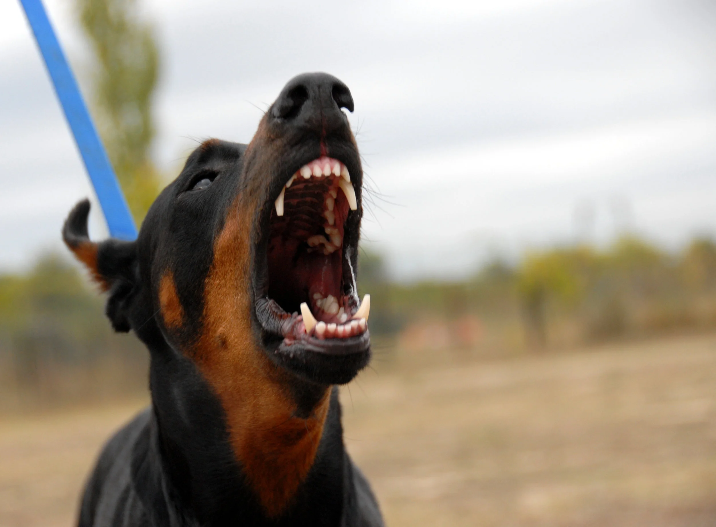Dog Bites