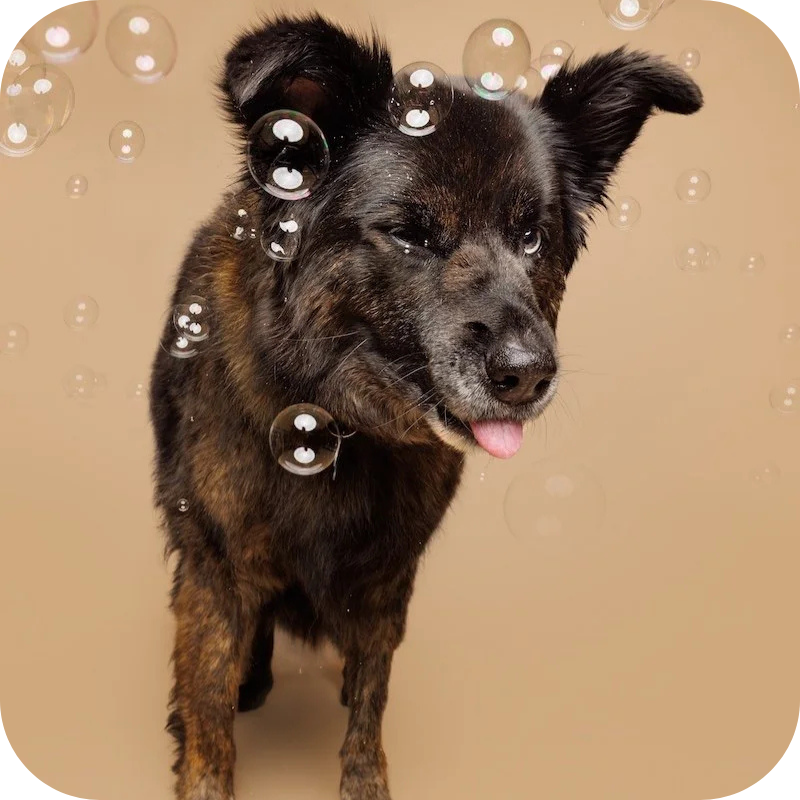 Portrait of Chai, Chief Dog Officer and Mascot at PayBright