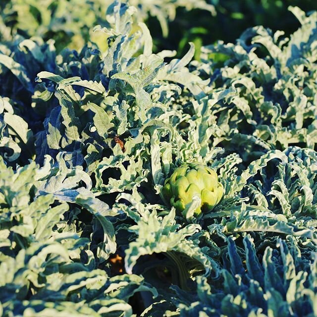 Oooh the artichokes are starting make an appearance 🤗.... Find real food near you.