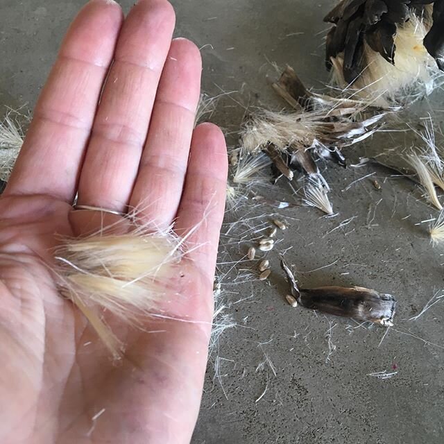 Saving artichokes seeds... makes me wonder are there any uses for their bristles?? 🤔