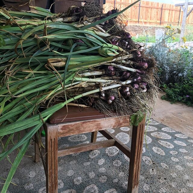 How good it feels to pull food straight out of the earth............there&rsquo;s thunder crackling all around too 🤗 You can feel the energy in the air.