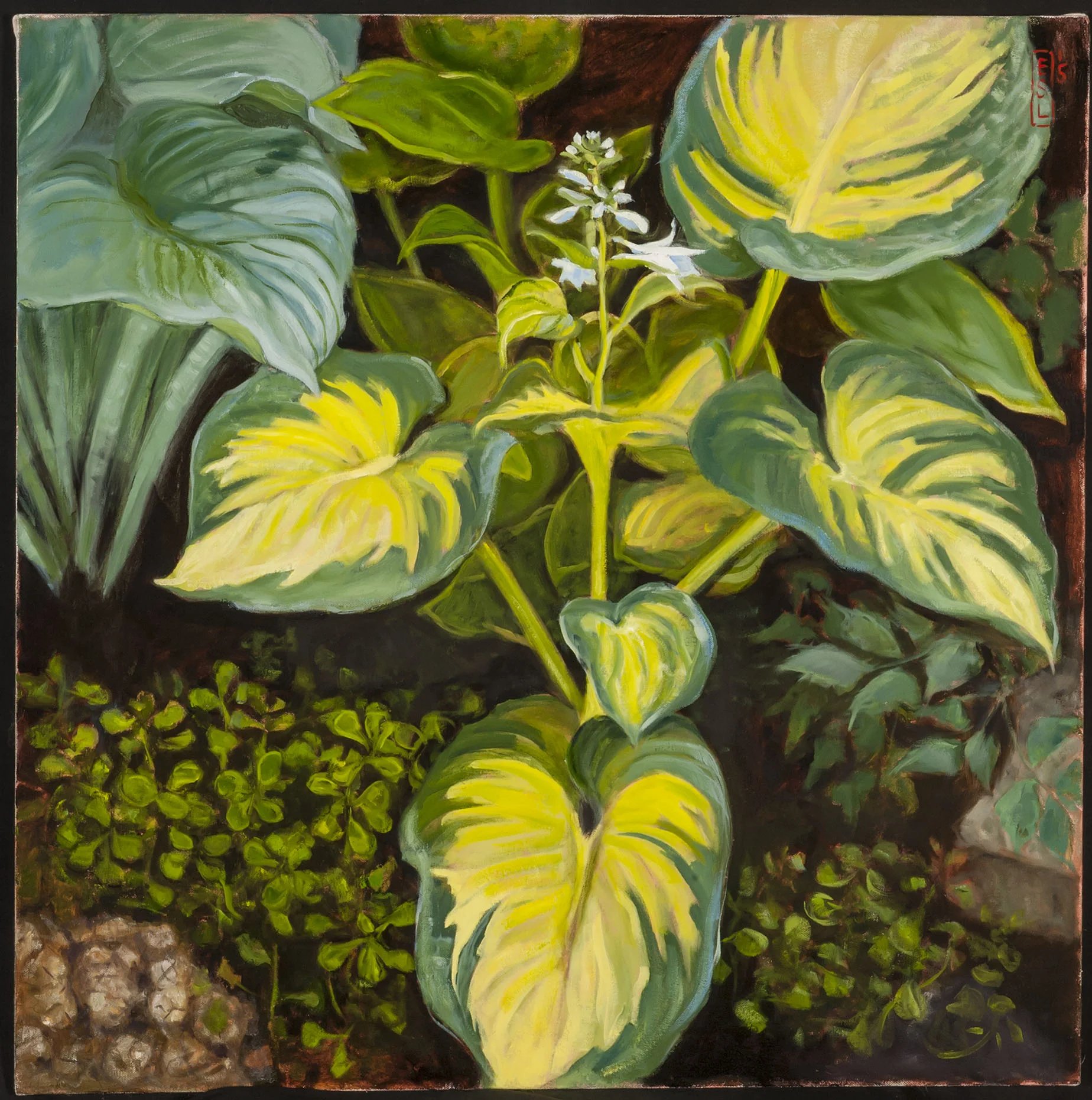 Favorite Hosta