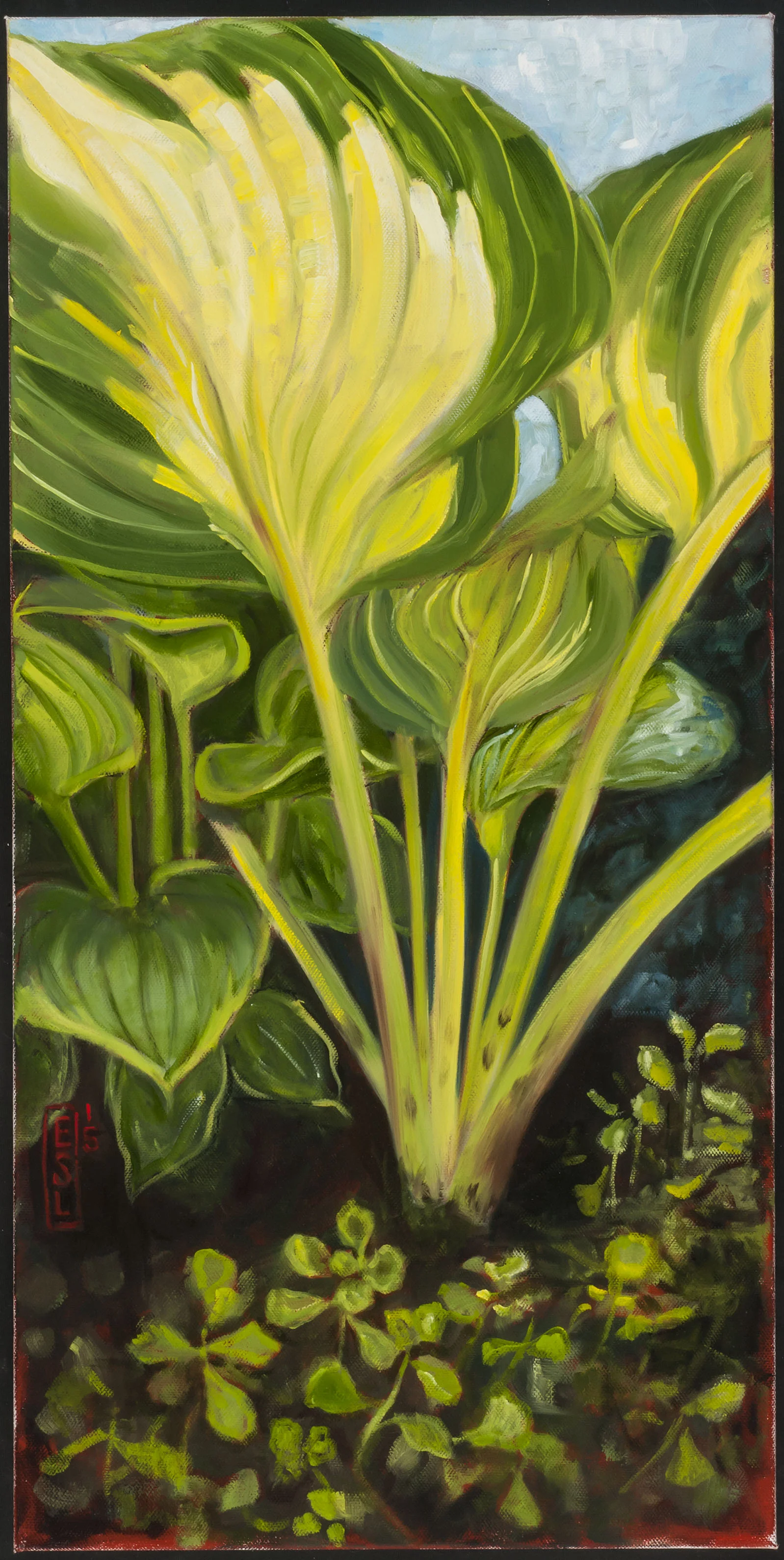 Sunlit Hosta from Below