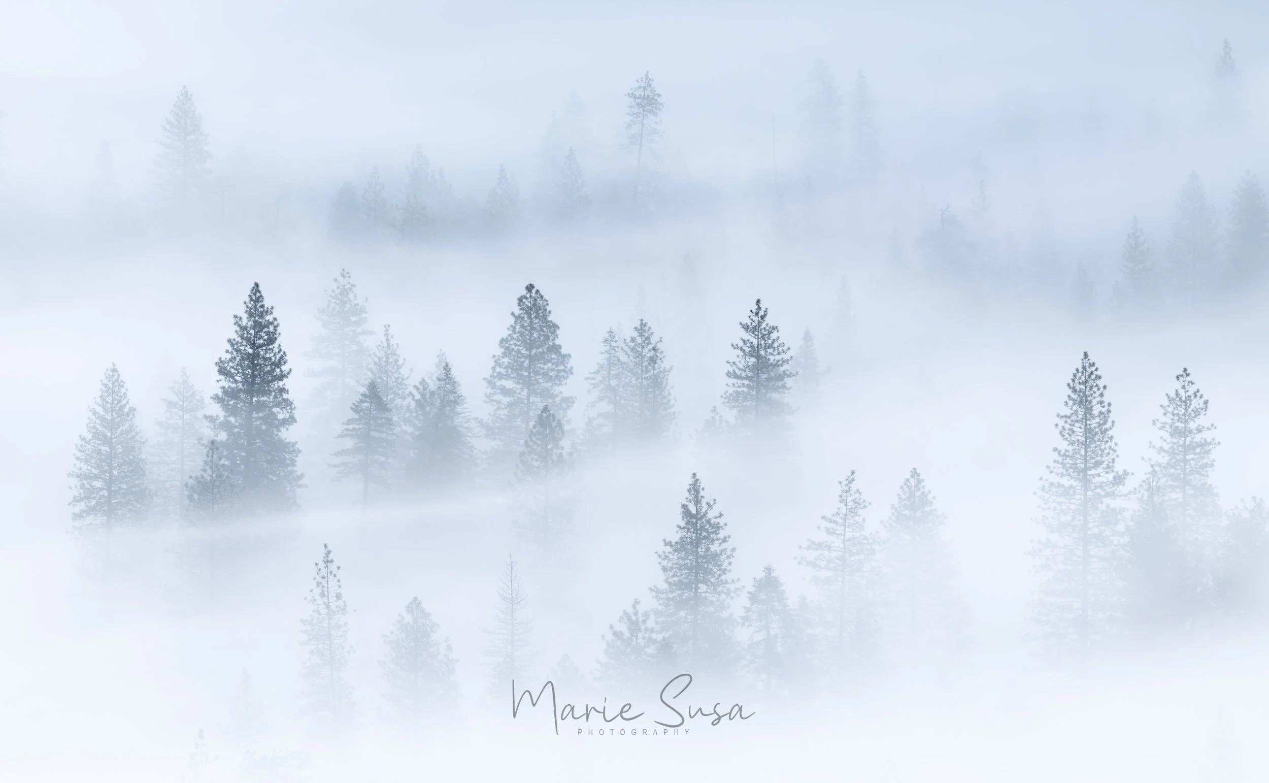 Fog_Trees_9464-9464.jpg