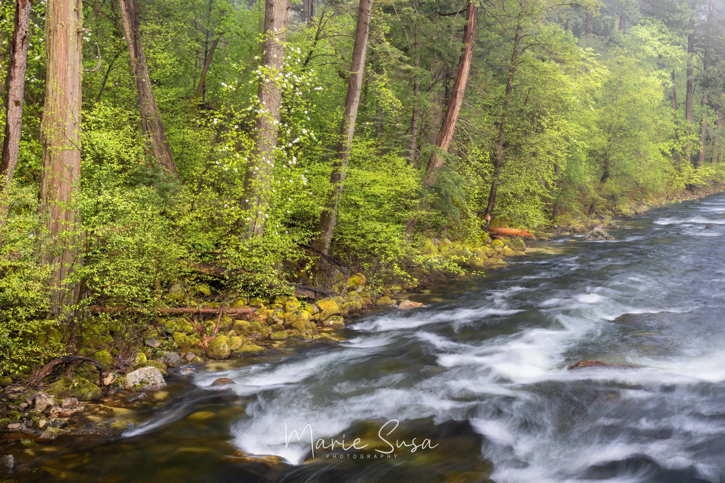 Merced_River_5260-.jpg