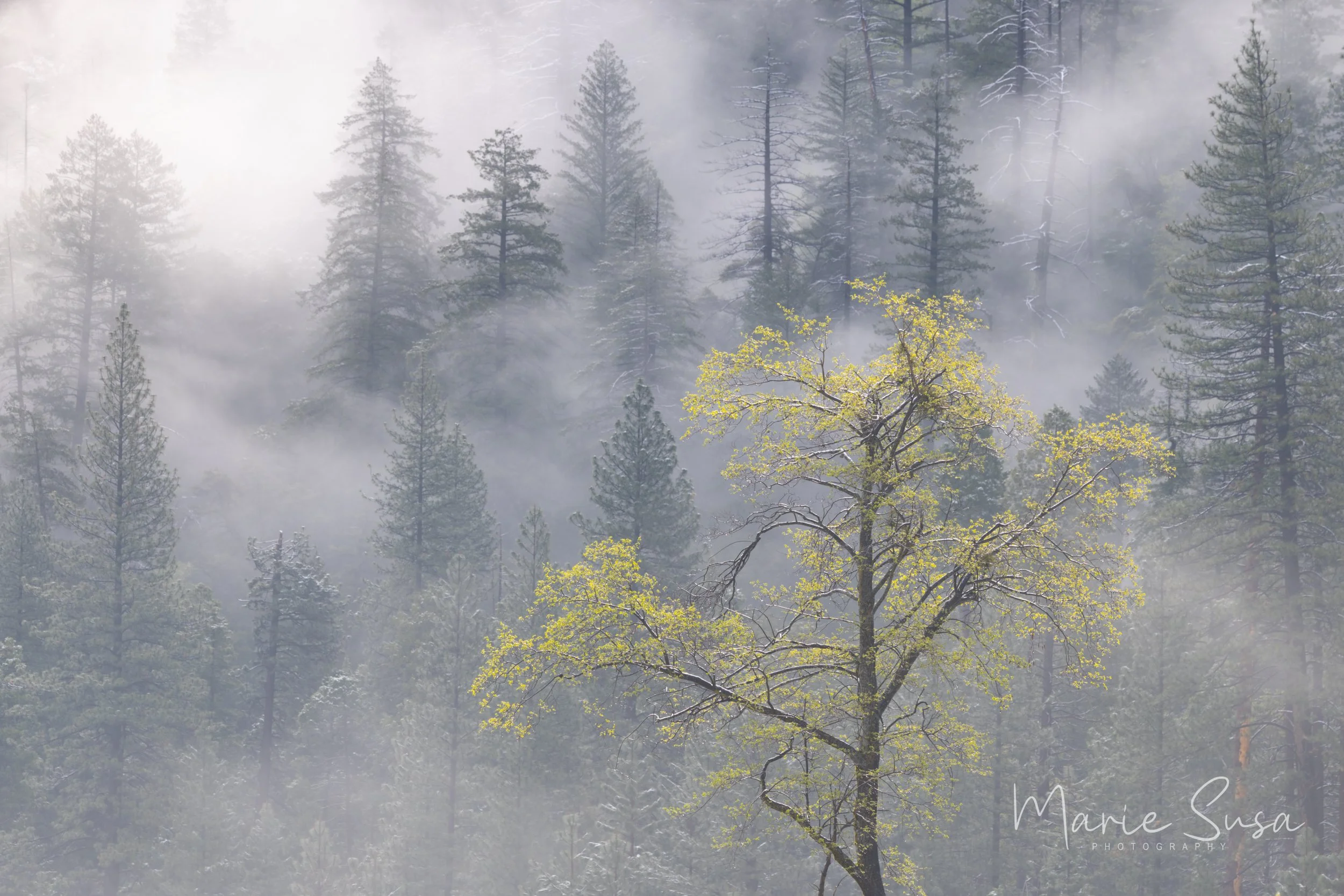 Yosemite_Tree_9478-9478.jpg