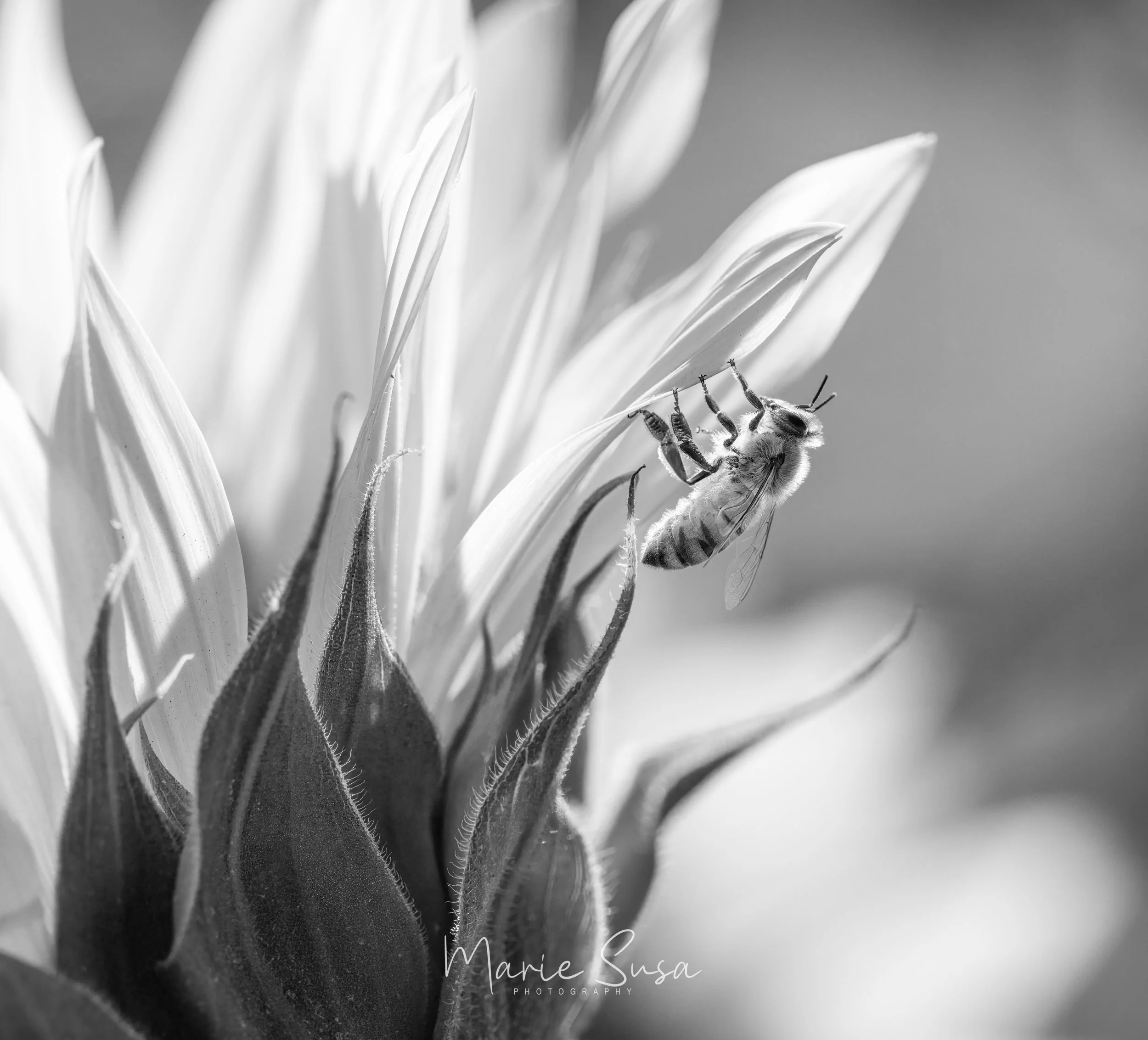 Bee_2303-2303.jpg