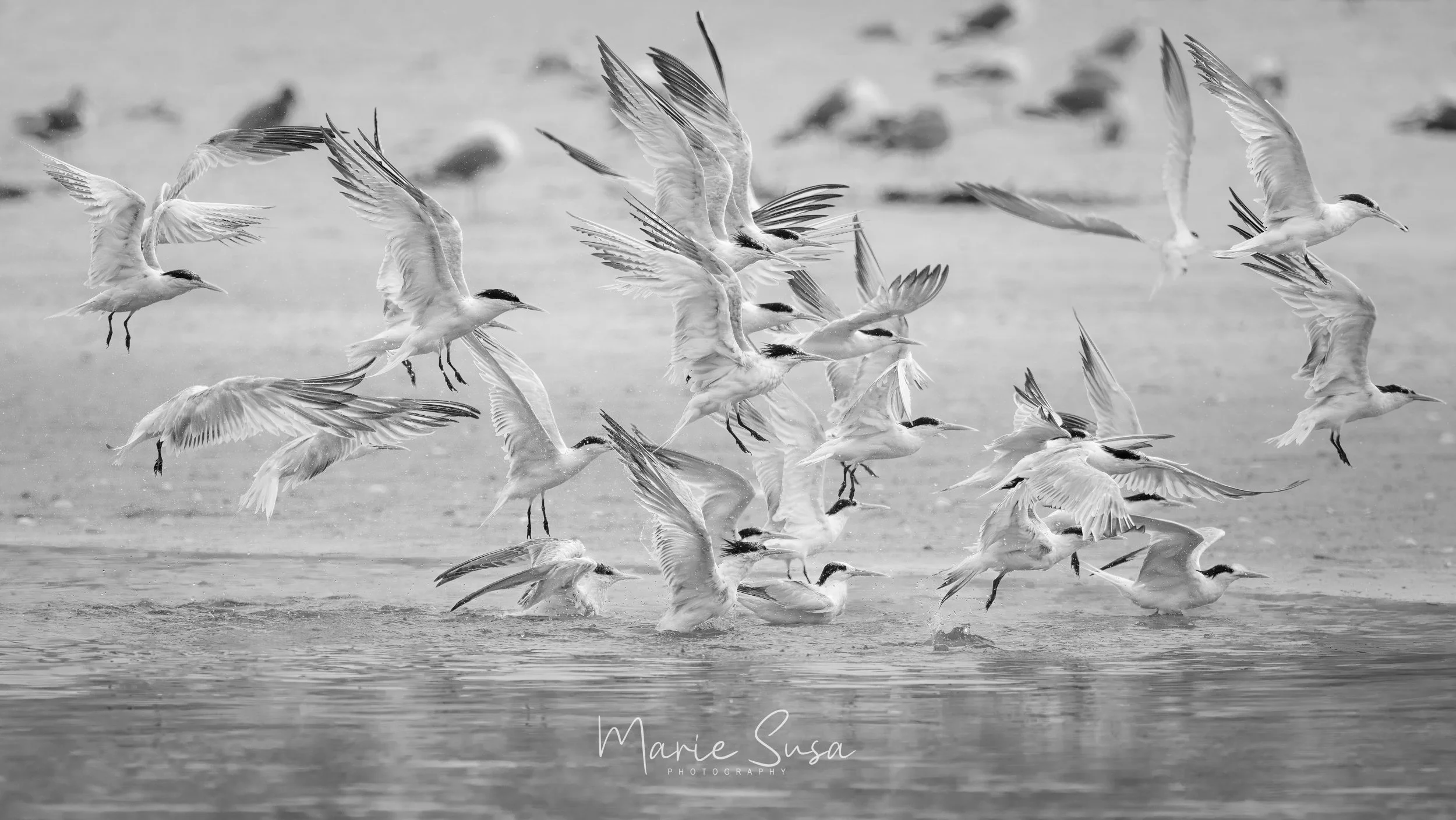Terns_6954-6954.jpg