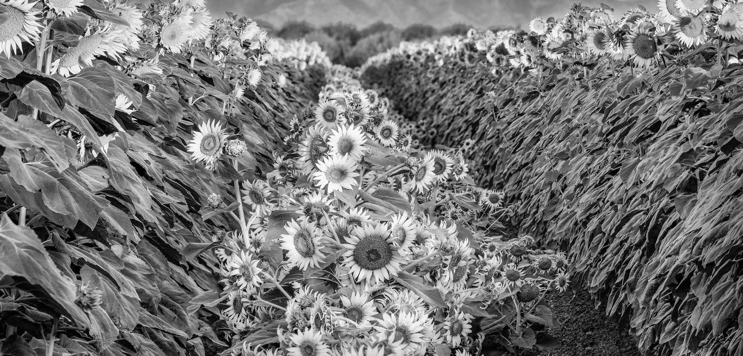 Sunflowers_5453-.jpg