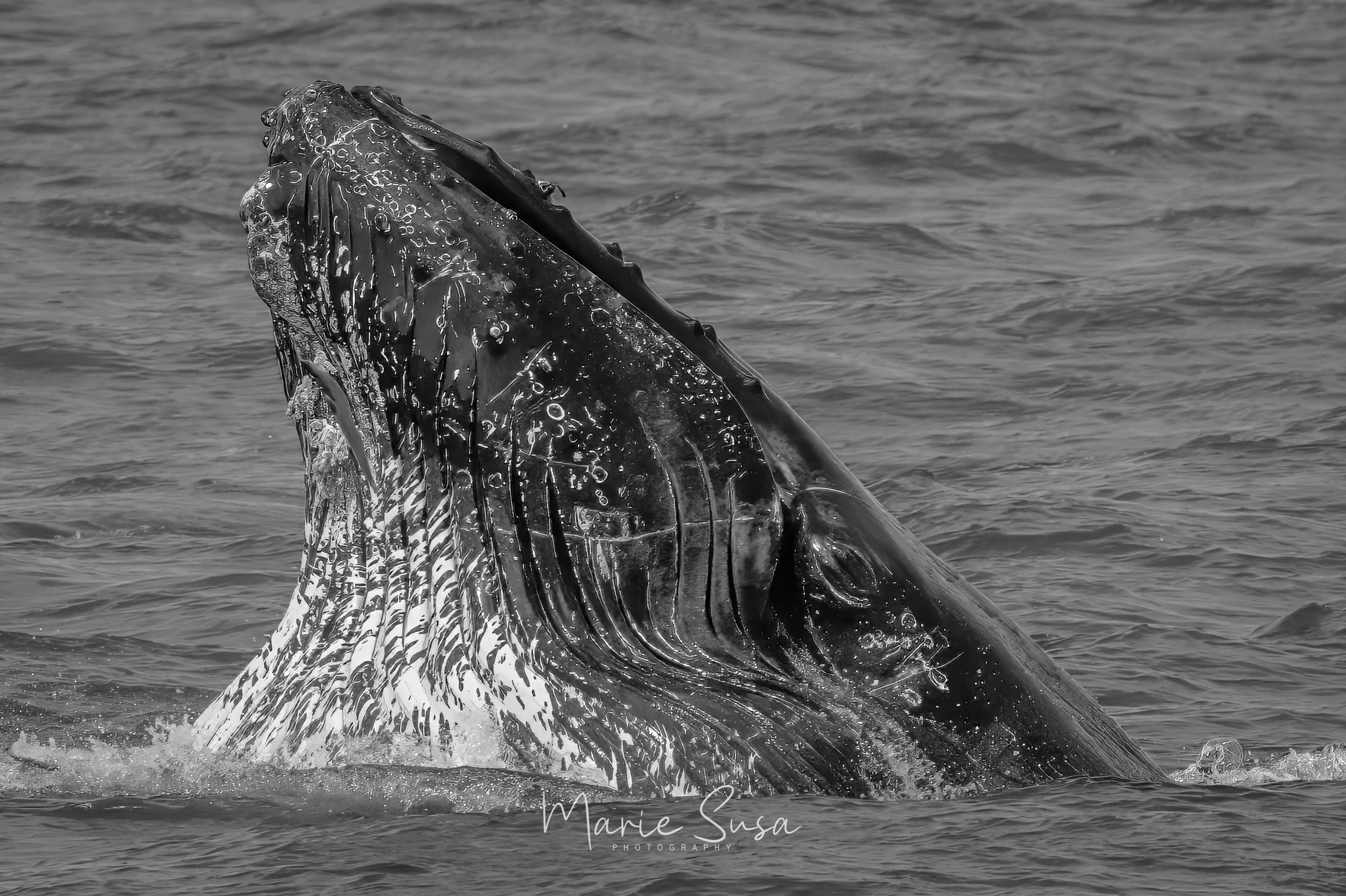 Whale_2894-.jpg