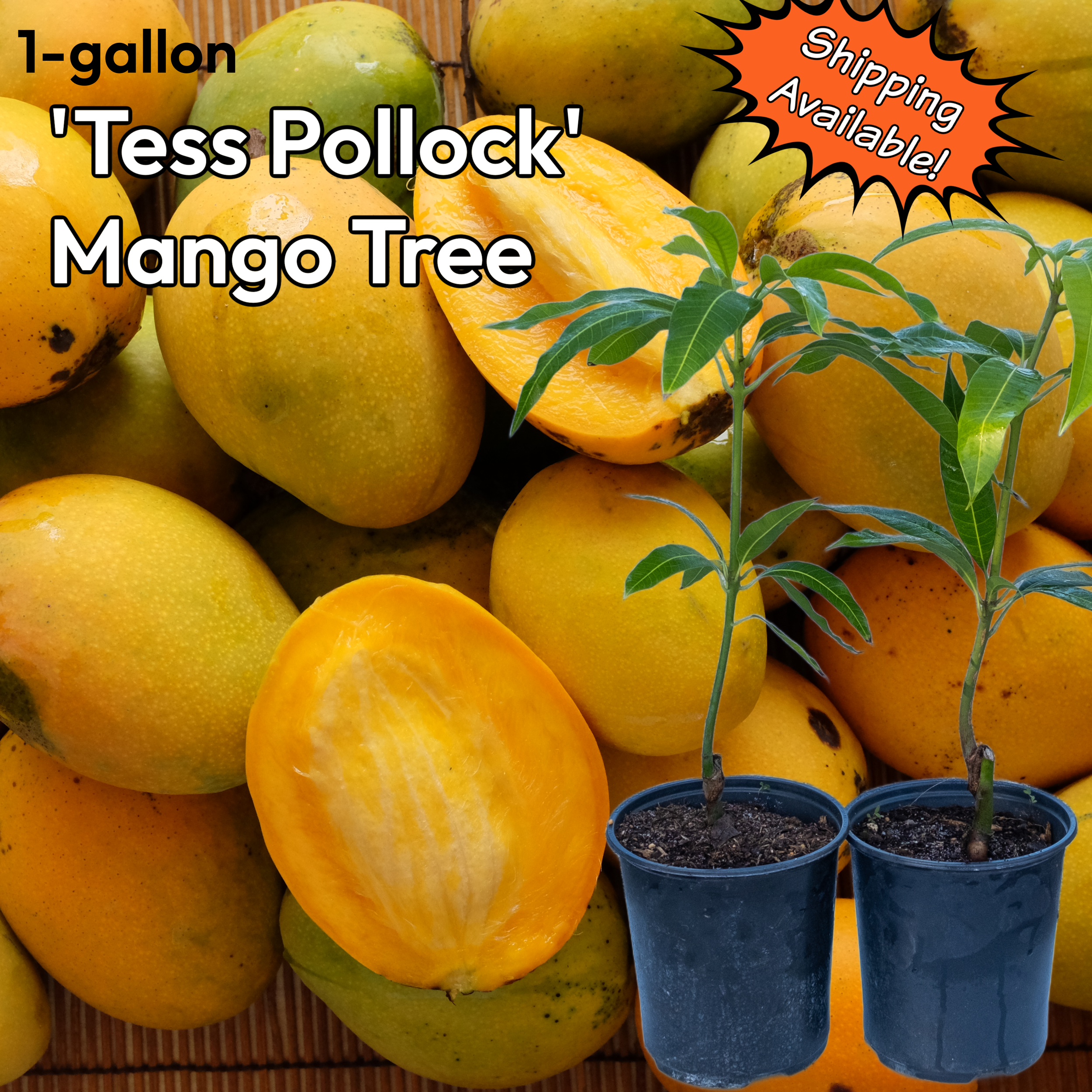 1-gallon Grafted 'Tess Pollock' Mango Tree (Pickup or Shipping!)