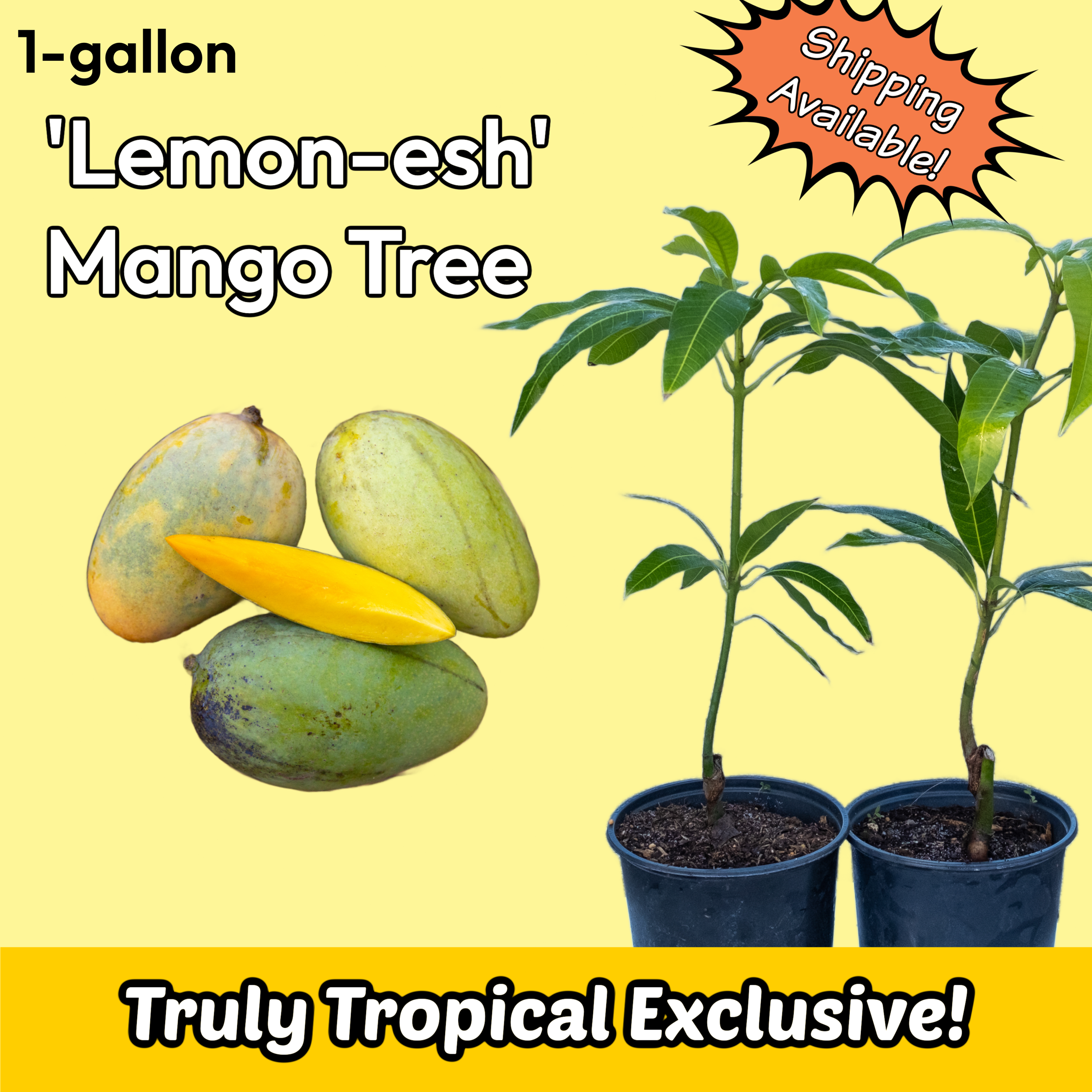 1-gallon Grafted 'Lemon-esh' Mango Tree (Pickup or Shipping!)