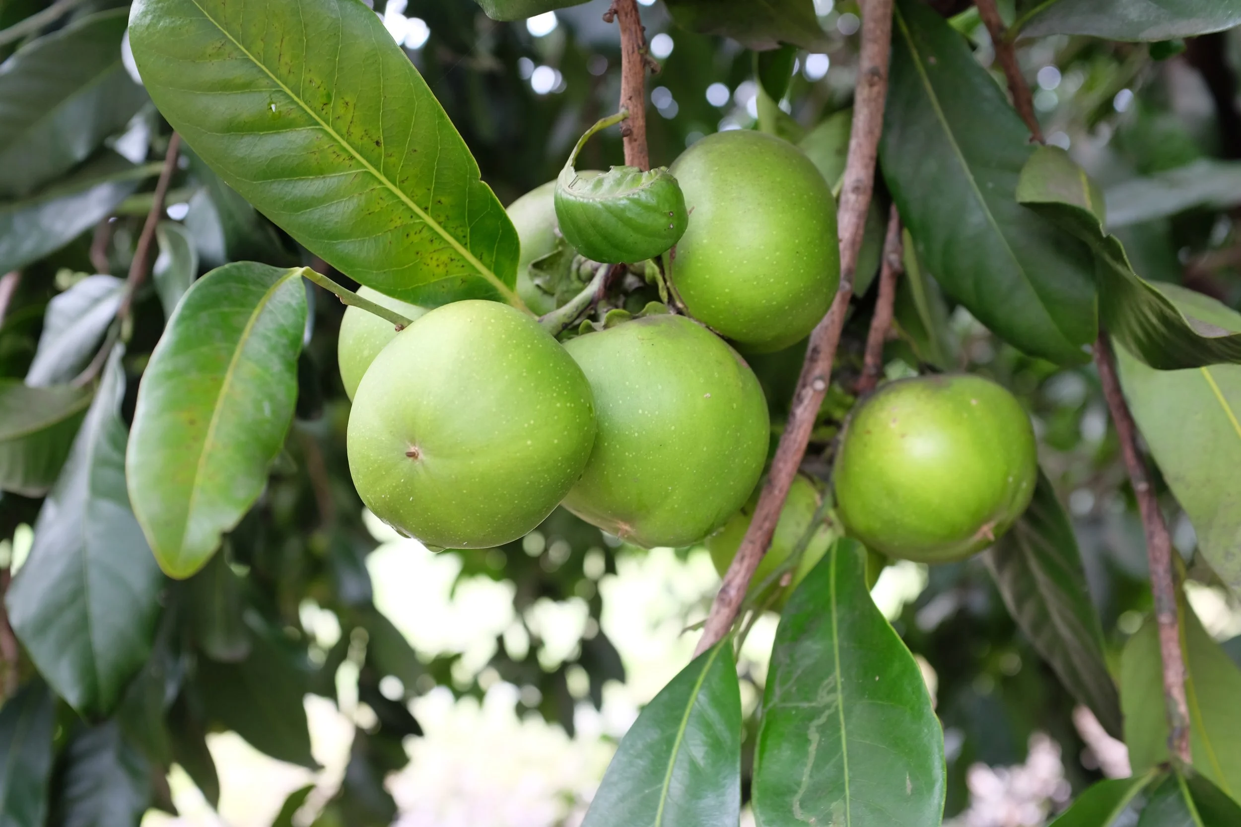 Black Sapote on the tree
