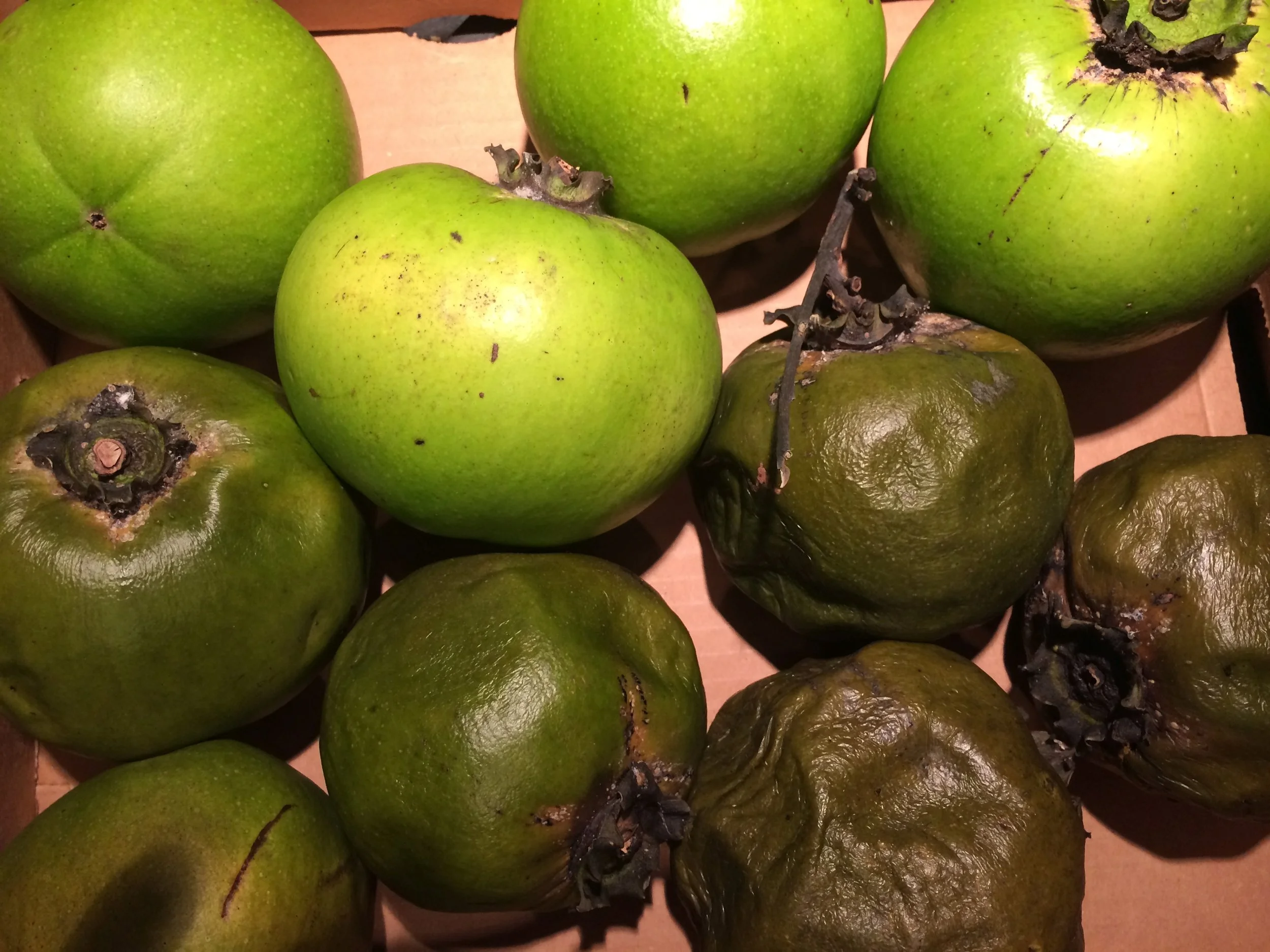 Black sapote (lower olive green fruit is ripe)