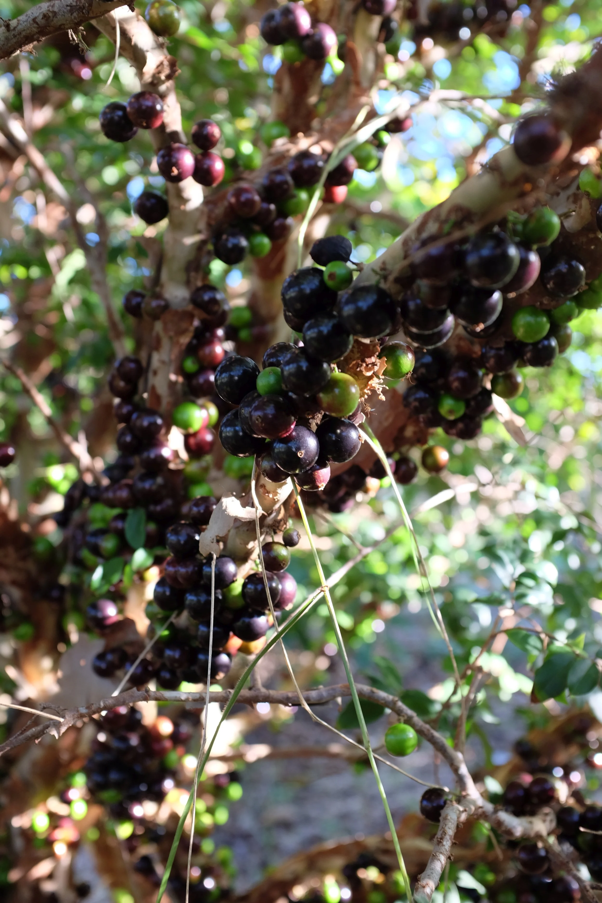 Jaboticaba on the tree