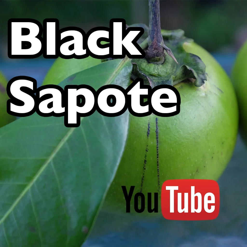 Our Very First YouTube Video!