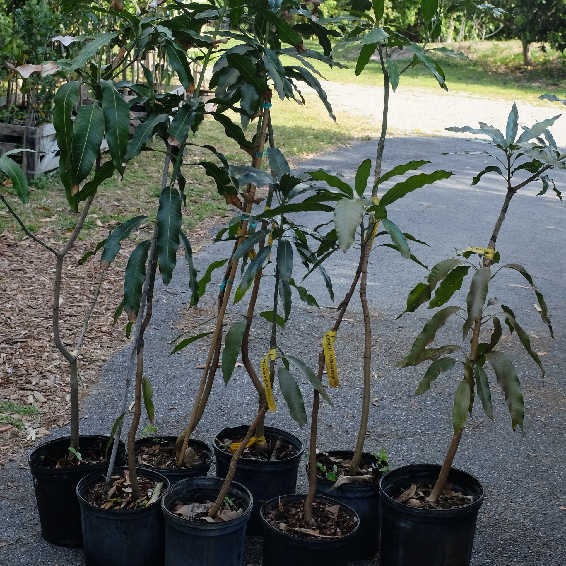 3-gallon 'Mulgoba' mango trees