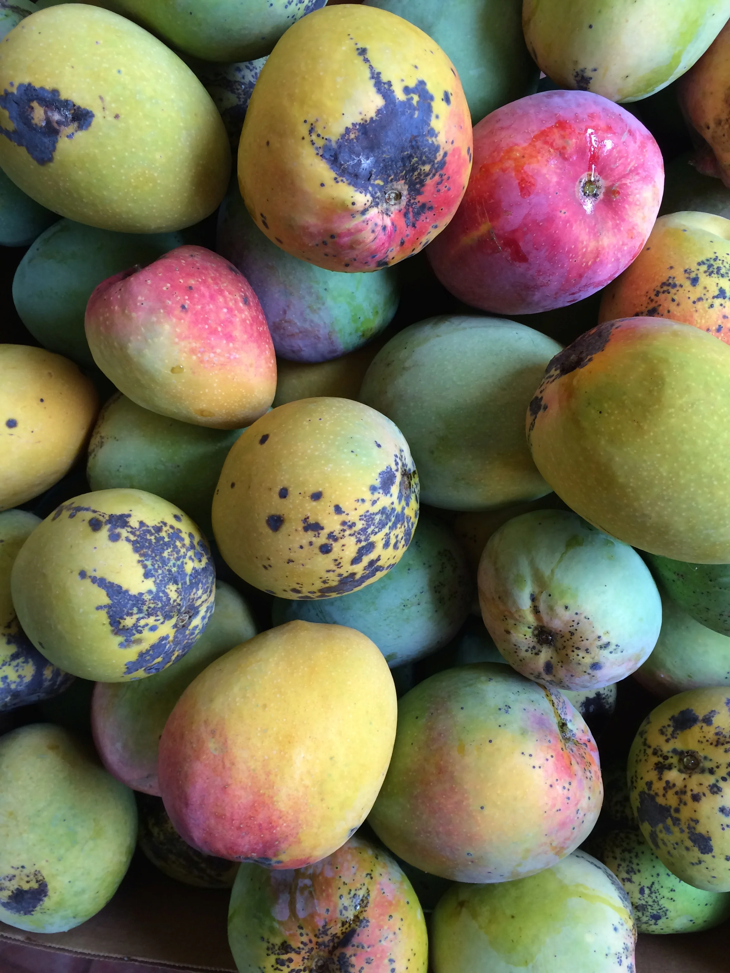 'Mulgoba' mangos