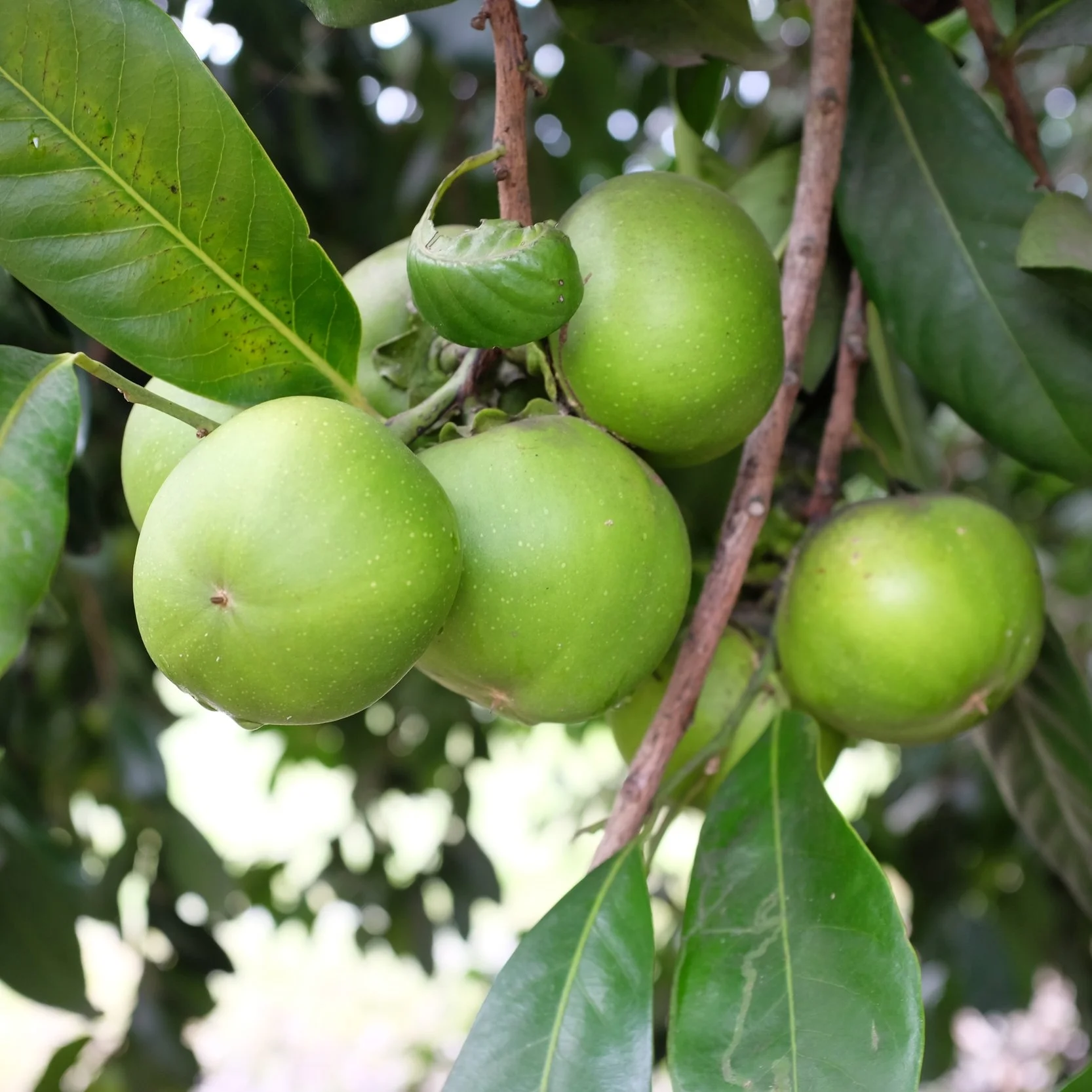 Fruit for Saturday, May 27, 2017