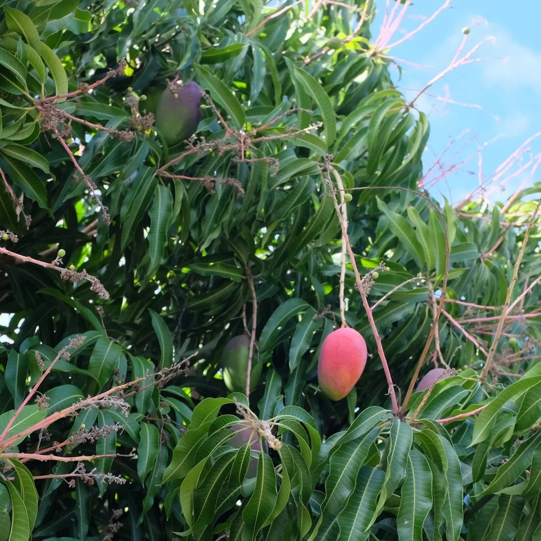 Fruit for Tuesday, June 6, 2017