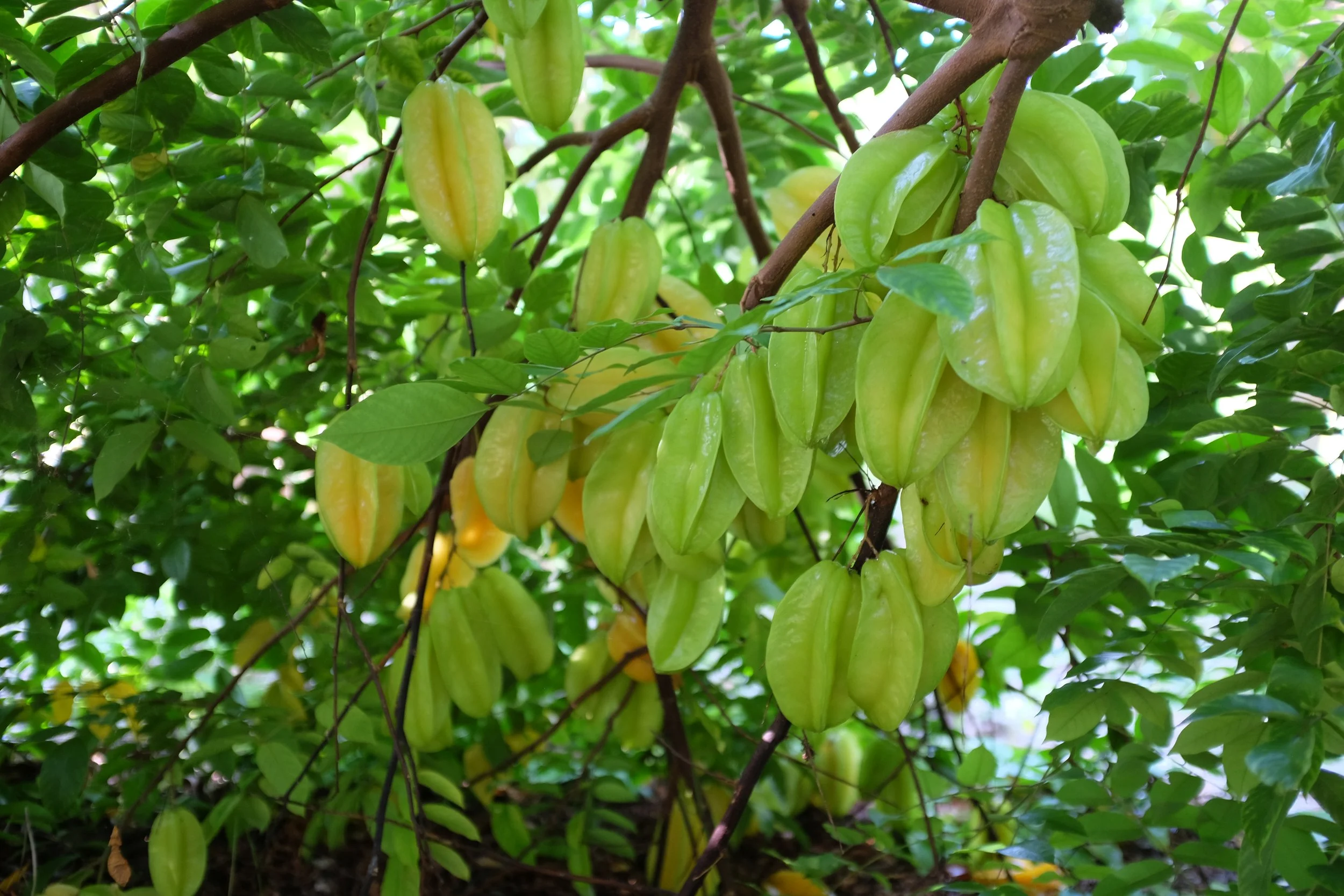 The carambolas (star fruit) are ripening! We should have lots in the next couple of weeks. 