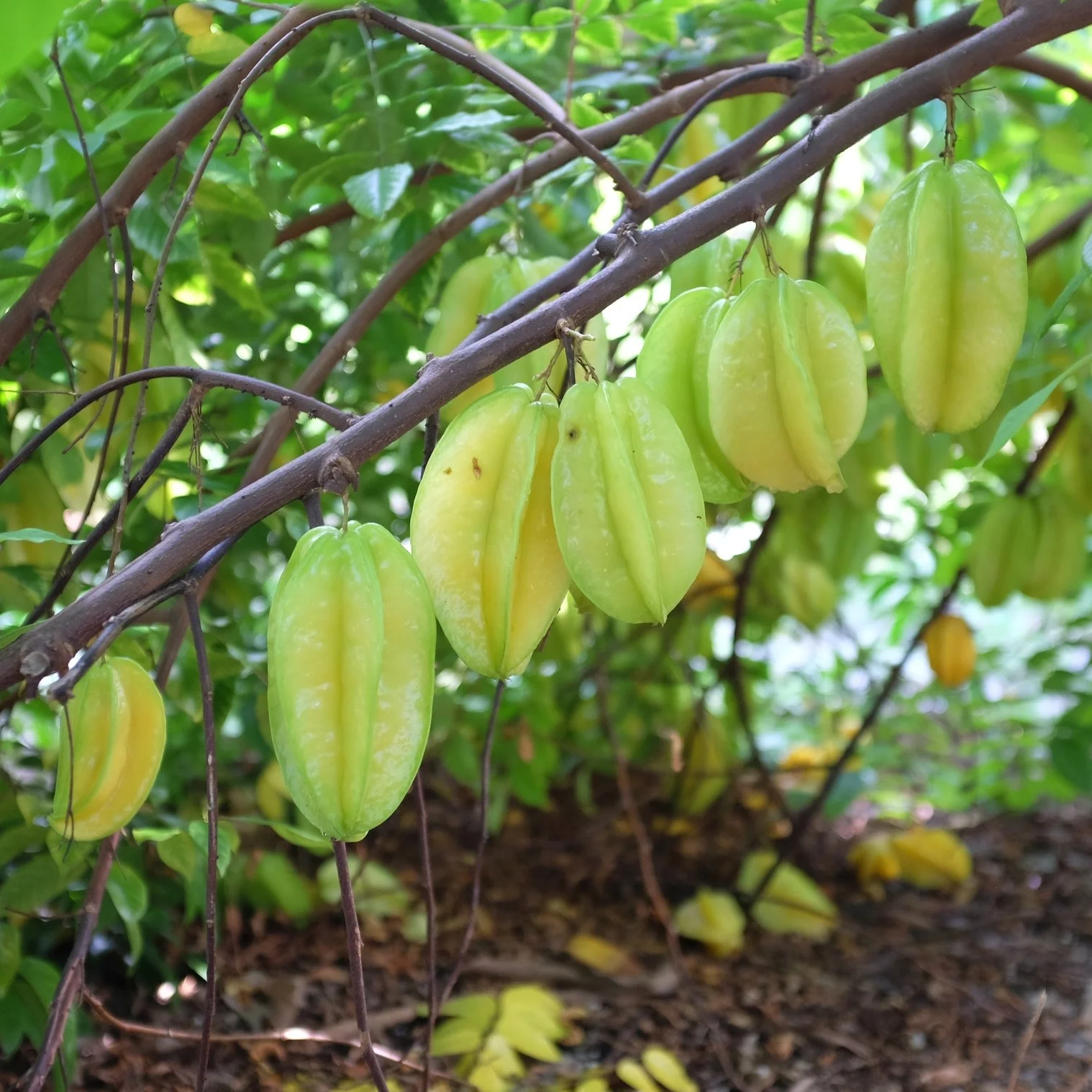 Fruit for Tuesday, August 1, 2017
