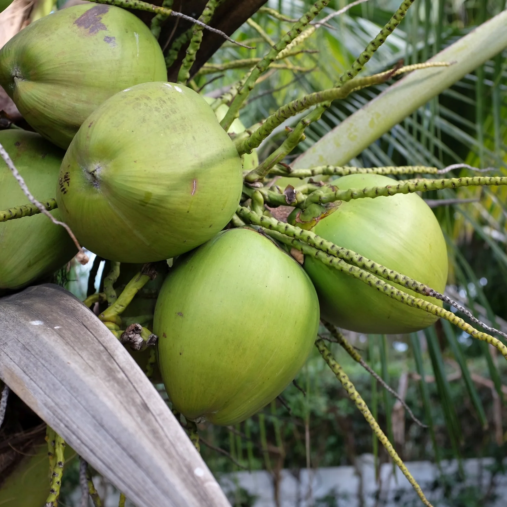 Fruit for Saturday, October 14, 2017