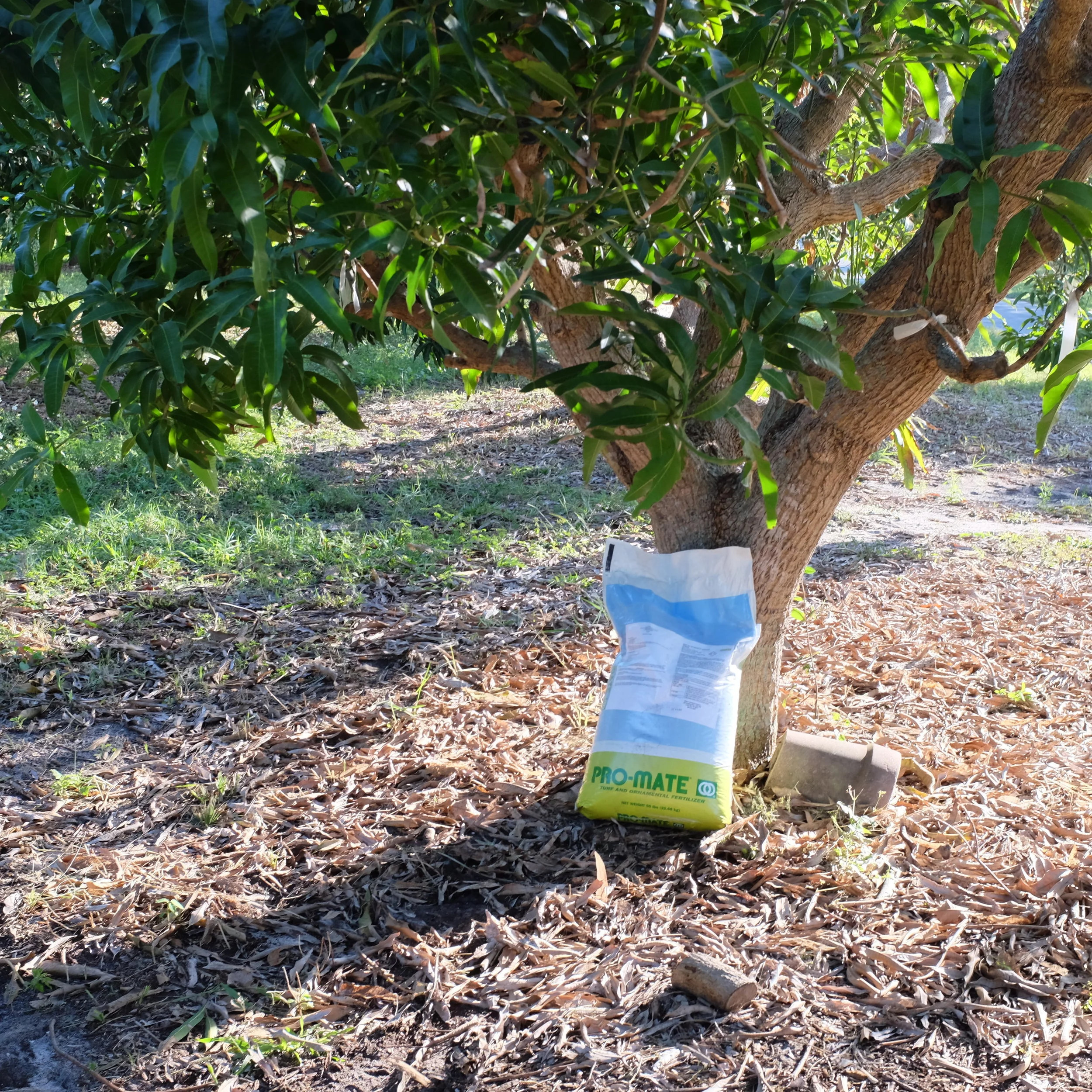 Fruit for Saturday, December 16, 2017 and Mango Fertilizer Information