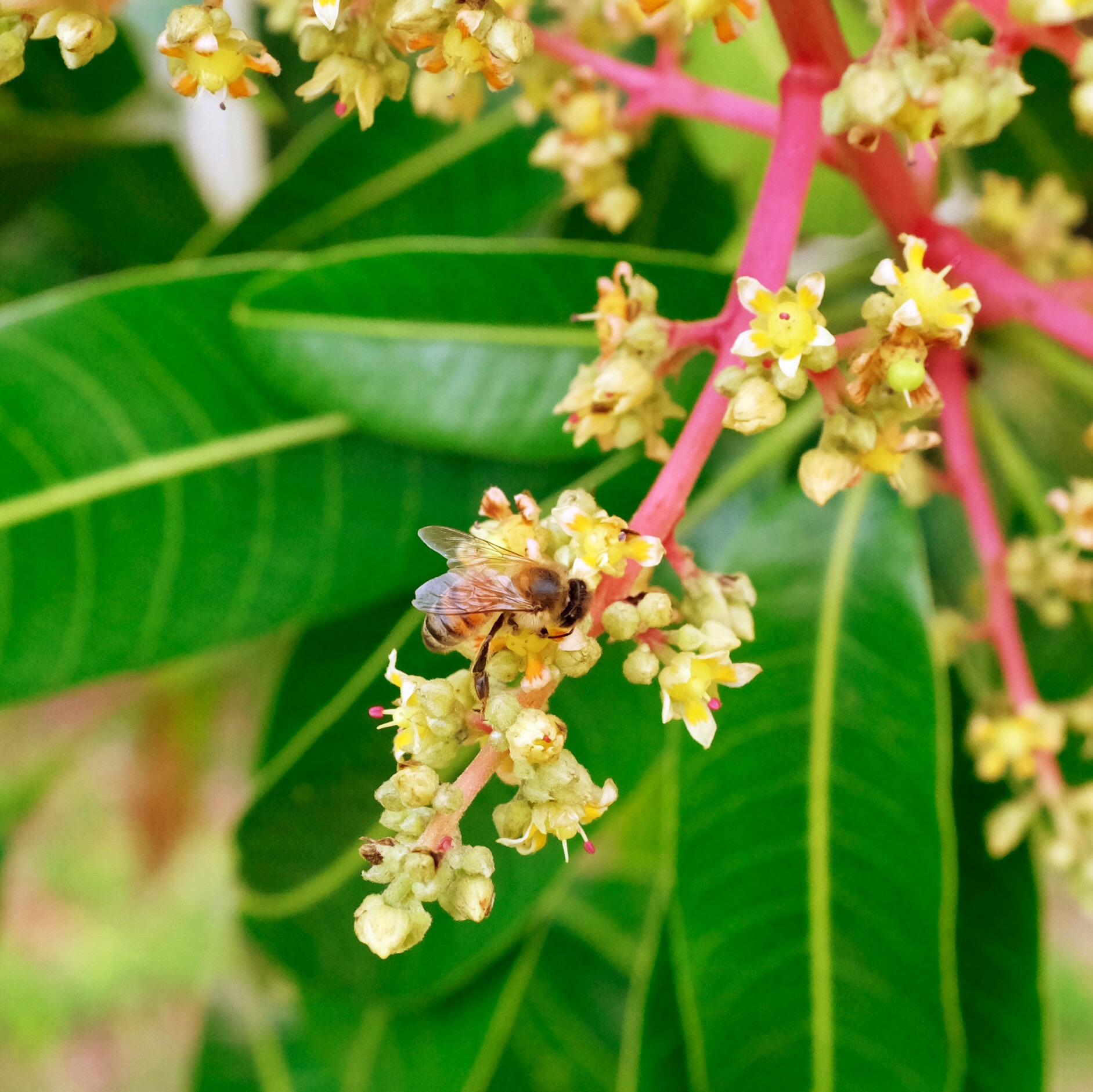 Fruit for Saturday, February 3, 2018