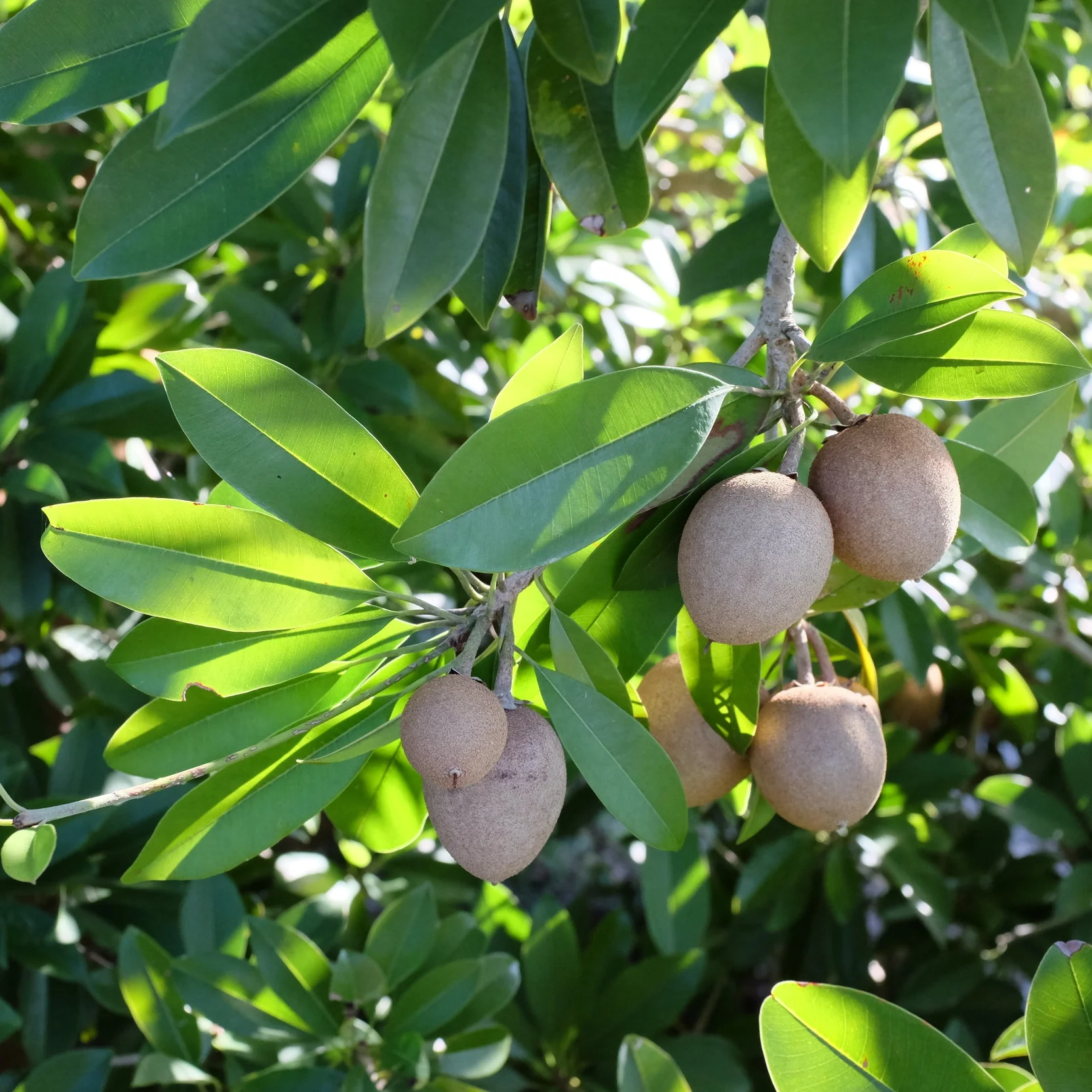 Fruit for Saturday, February 17, 2018