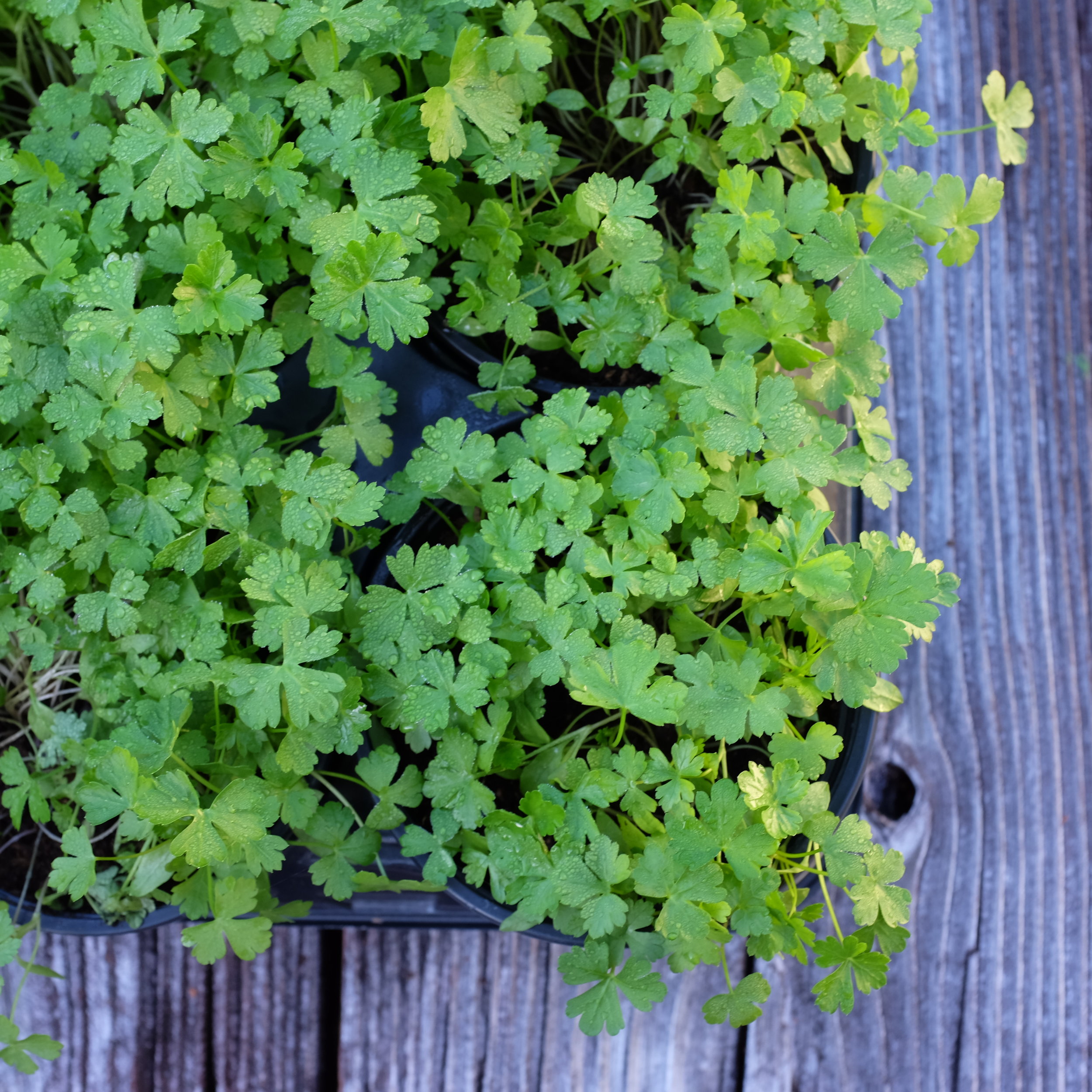 Fruit for Saturday, February 24, 2018